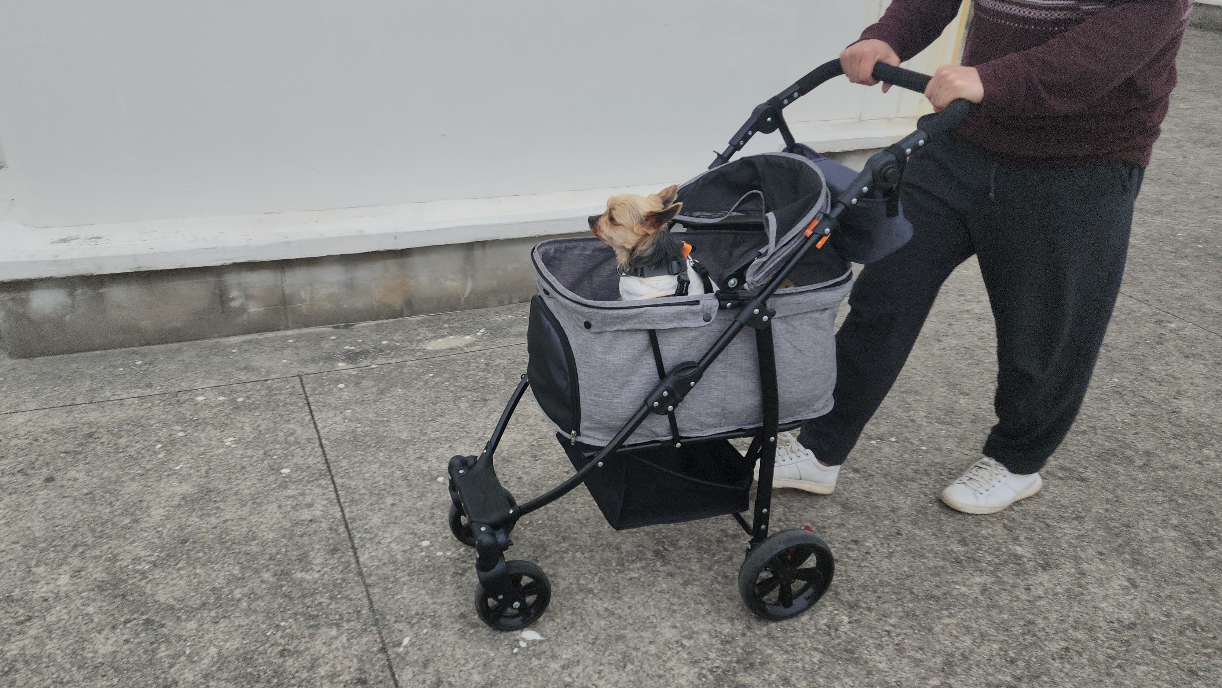 뽀테 일주일간 임보 일기