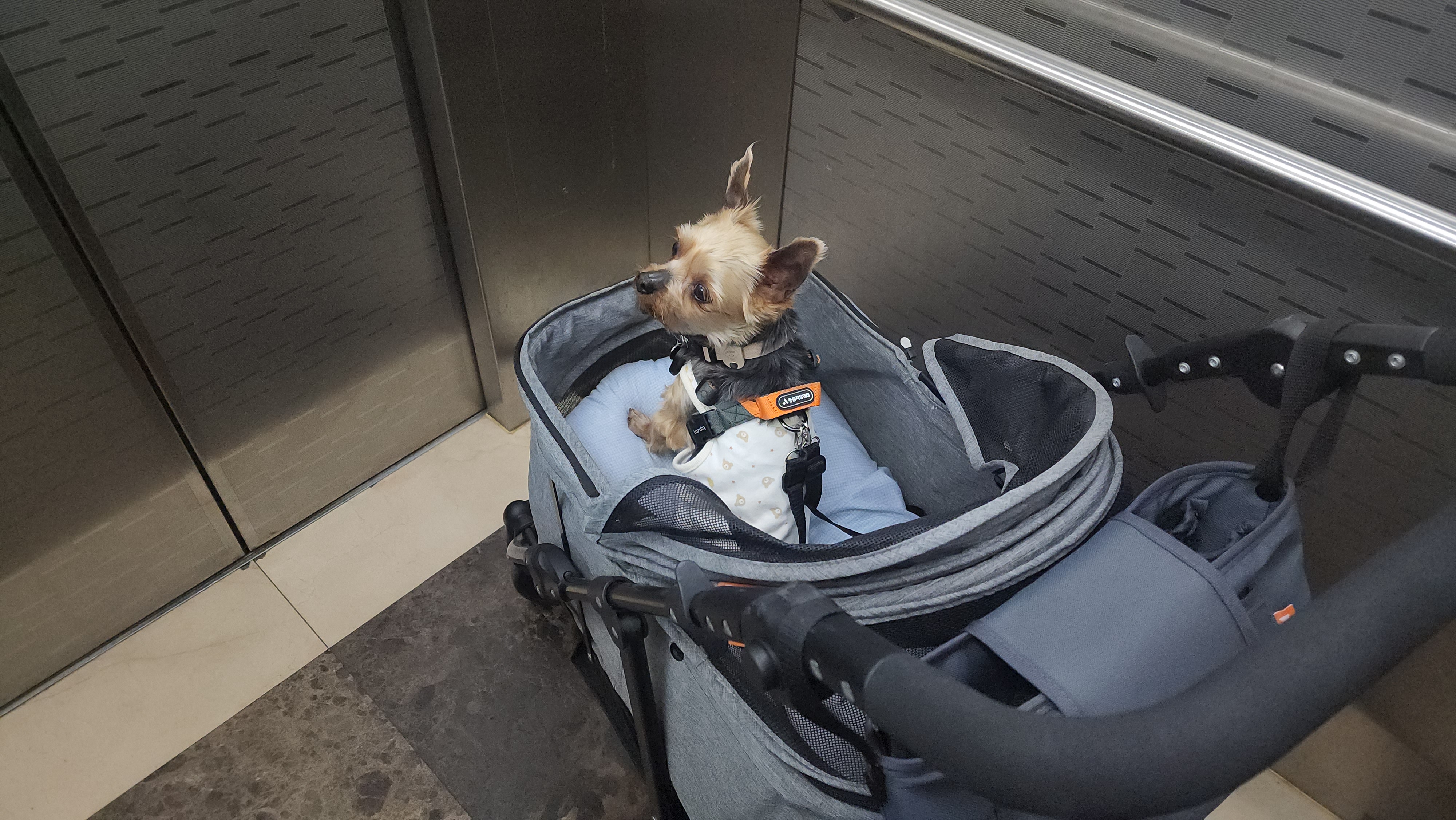 뽀테 일주일간 임보 일기