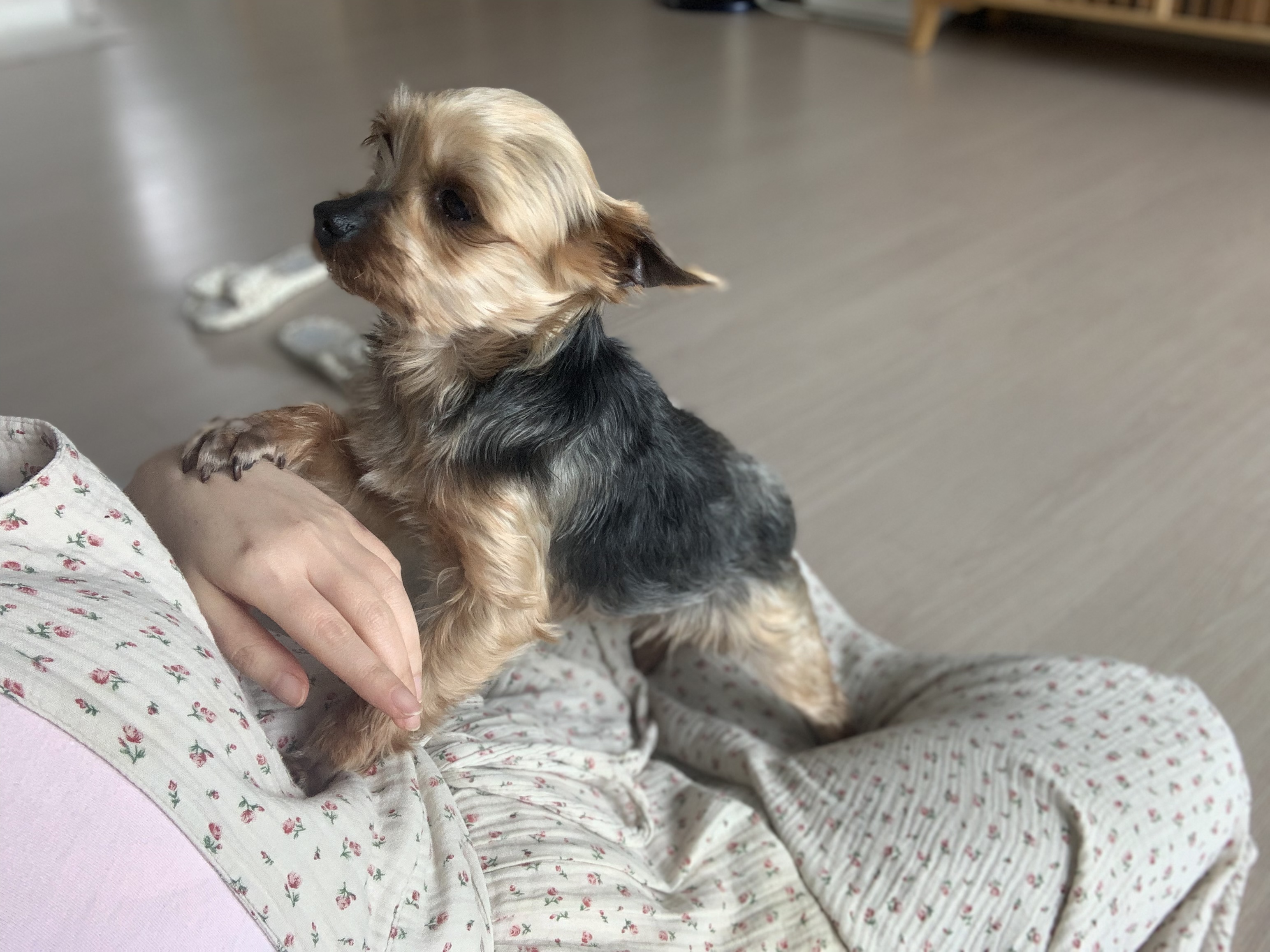 뽀테 일주일간 임보 일기