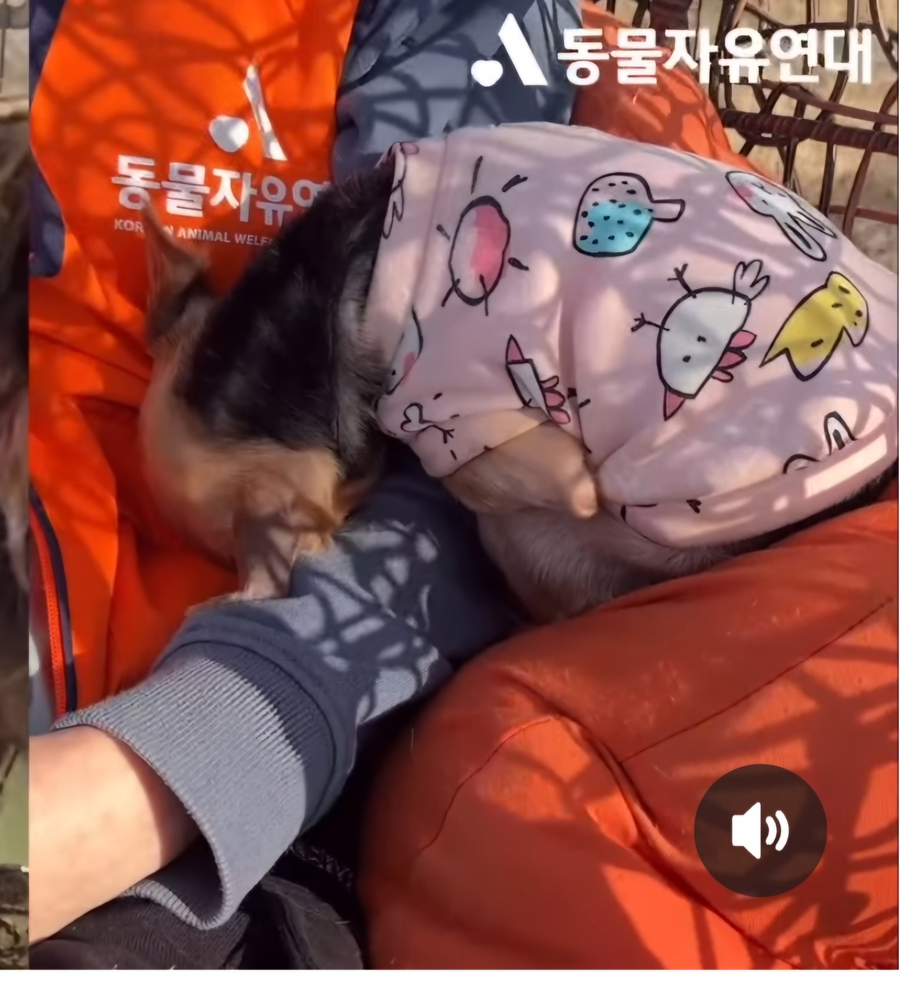 뽀테 일주일간 임보 일기