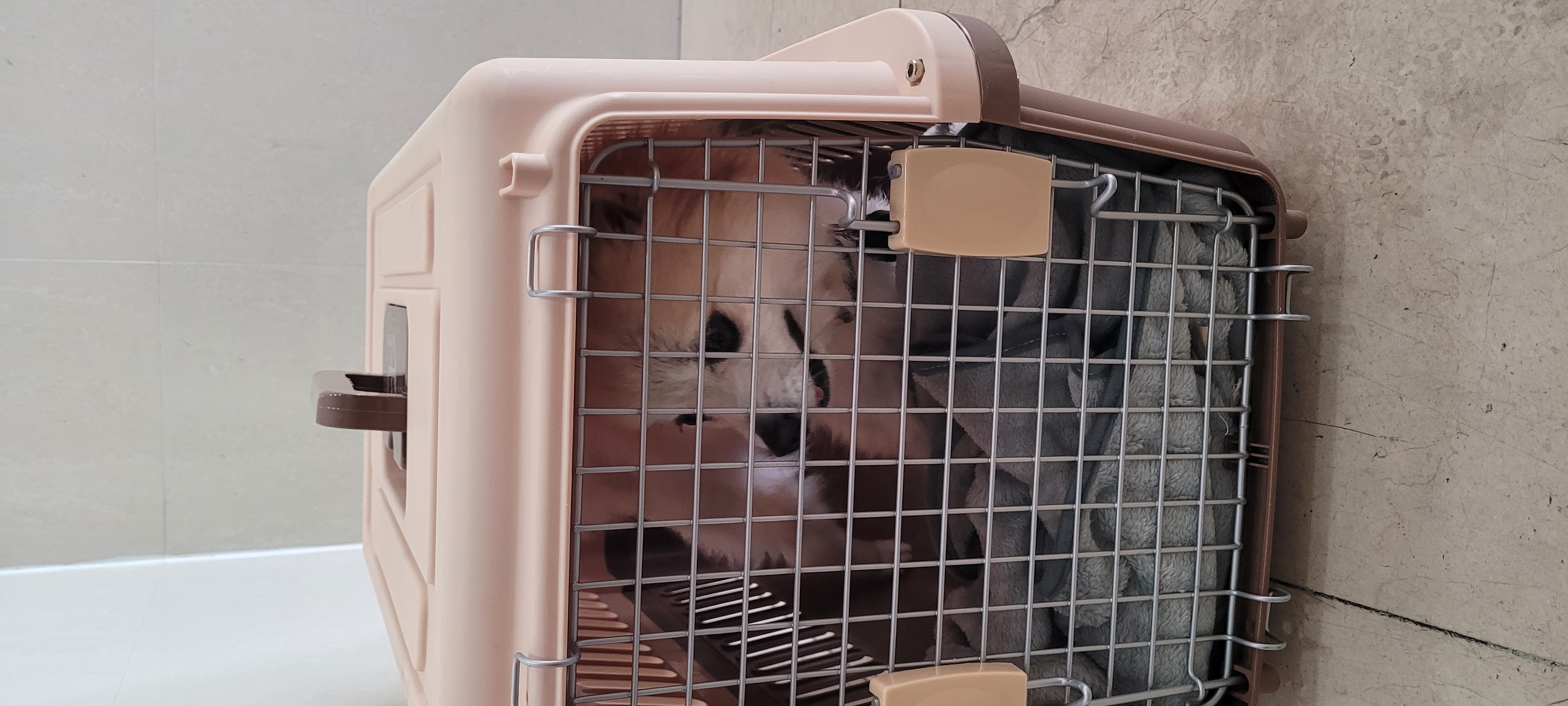 (구)뽀둥이(현)사랑이 일주일 입양후기 입니다.