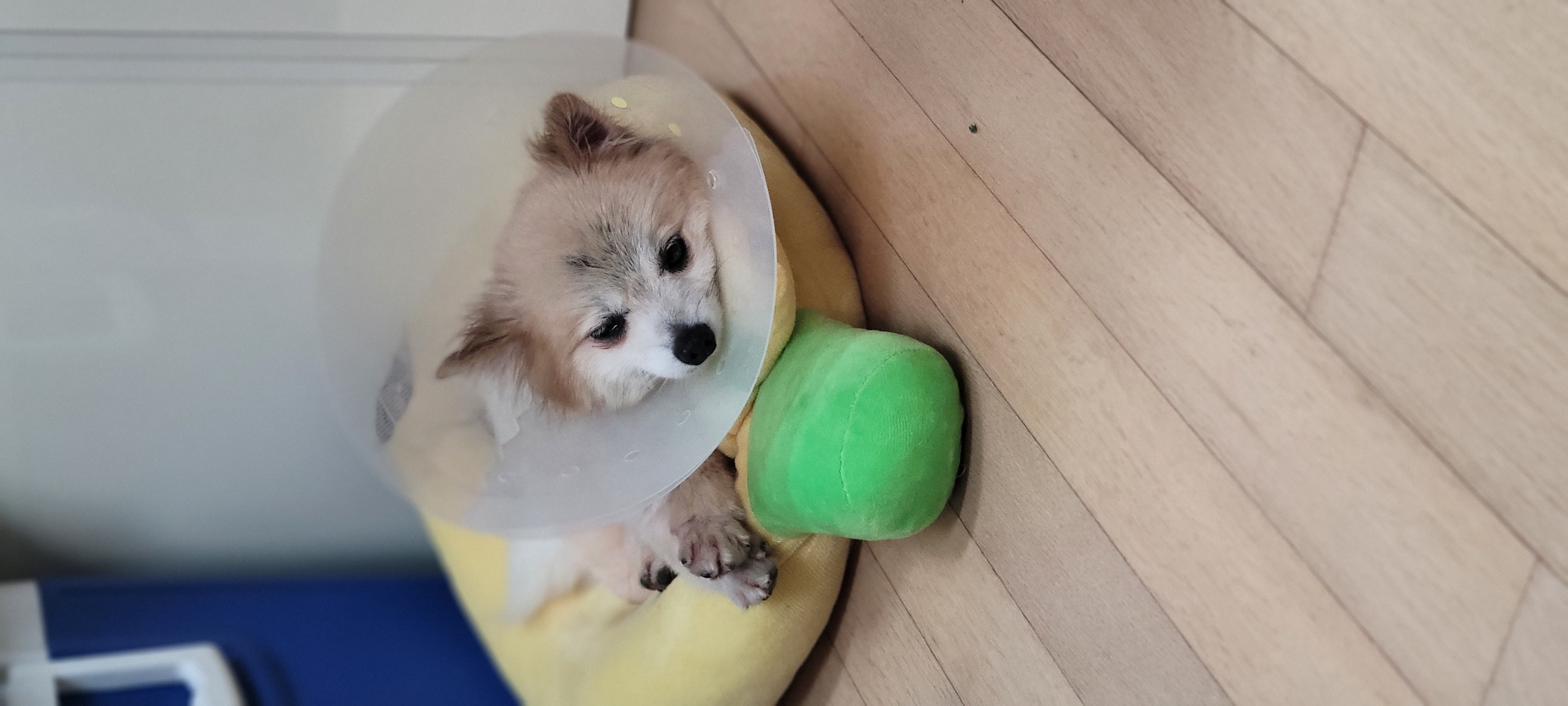 (구)뽀둥이(현)사랑이 일주일 입양후기 입니다.