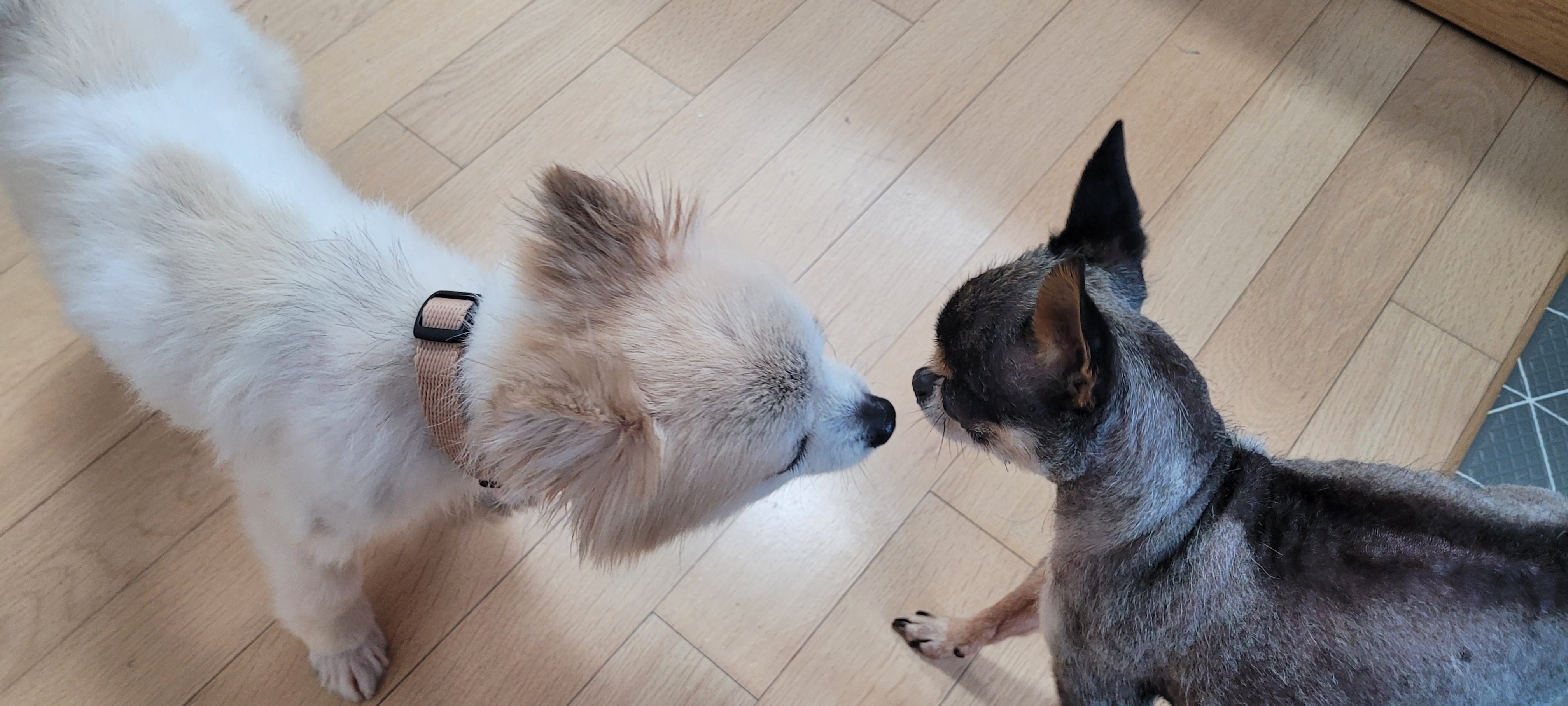 (구)뽀둥이(현)사랑이 일주일 입양후기 입니다.