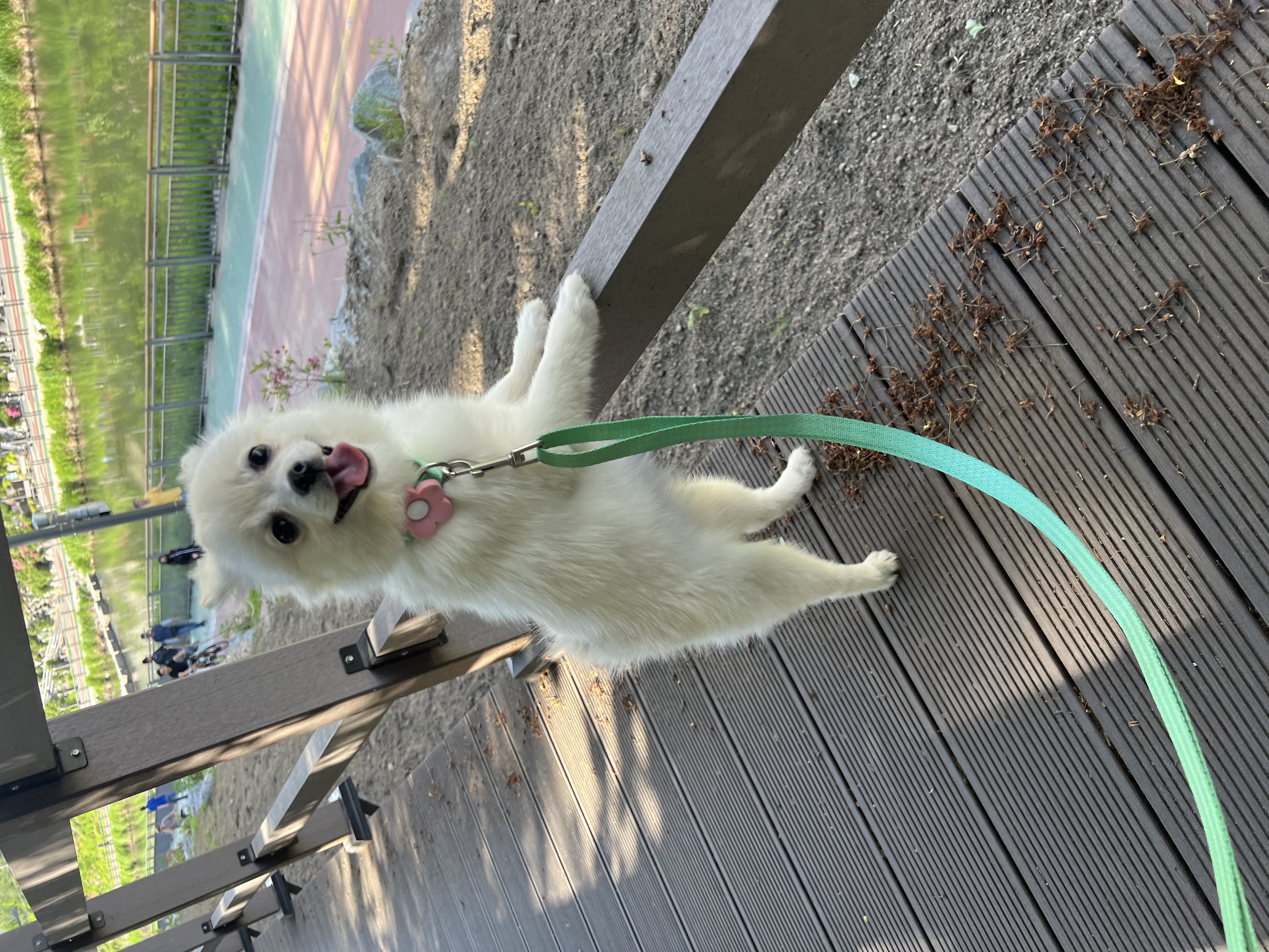 소리(구 소령이) 가족된지 한달째에요