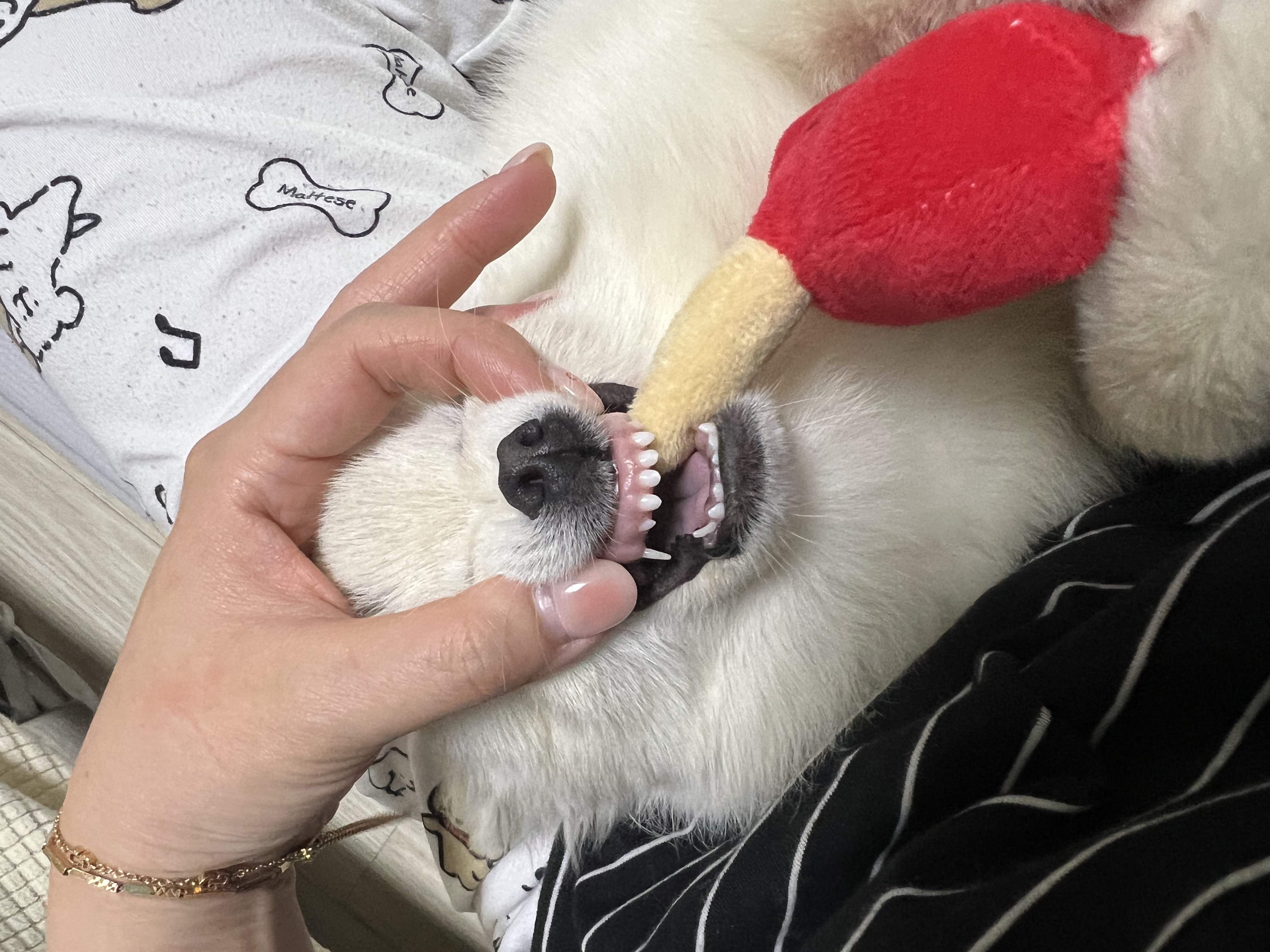 소리(구 소령이) 가족된지 한달째에요