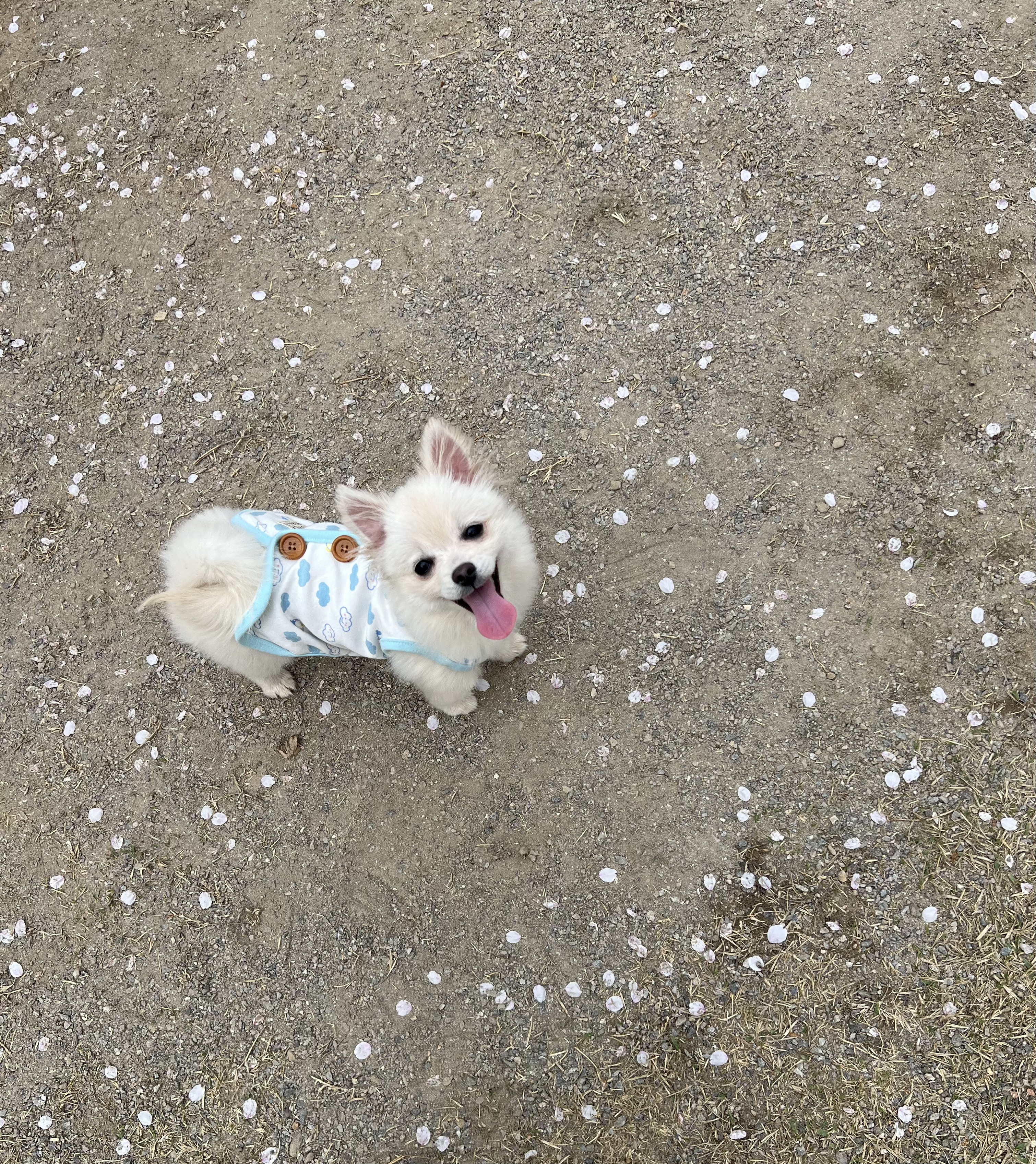 소리(구 소령이) 가족된지 한달째에요