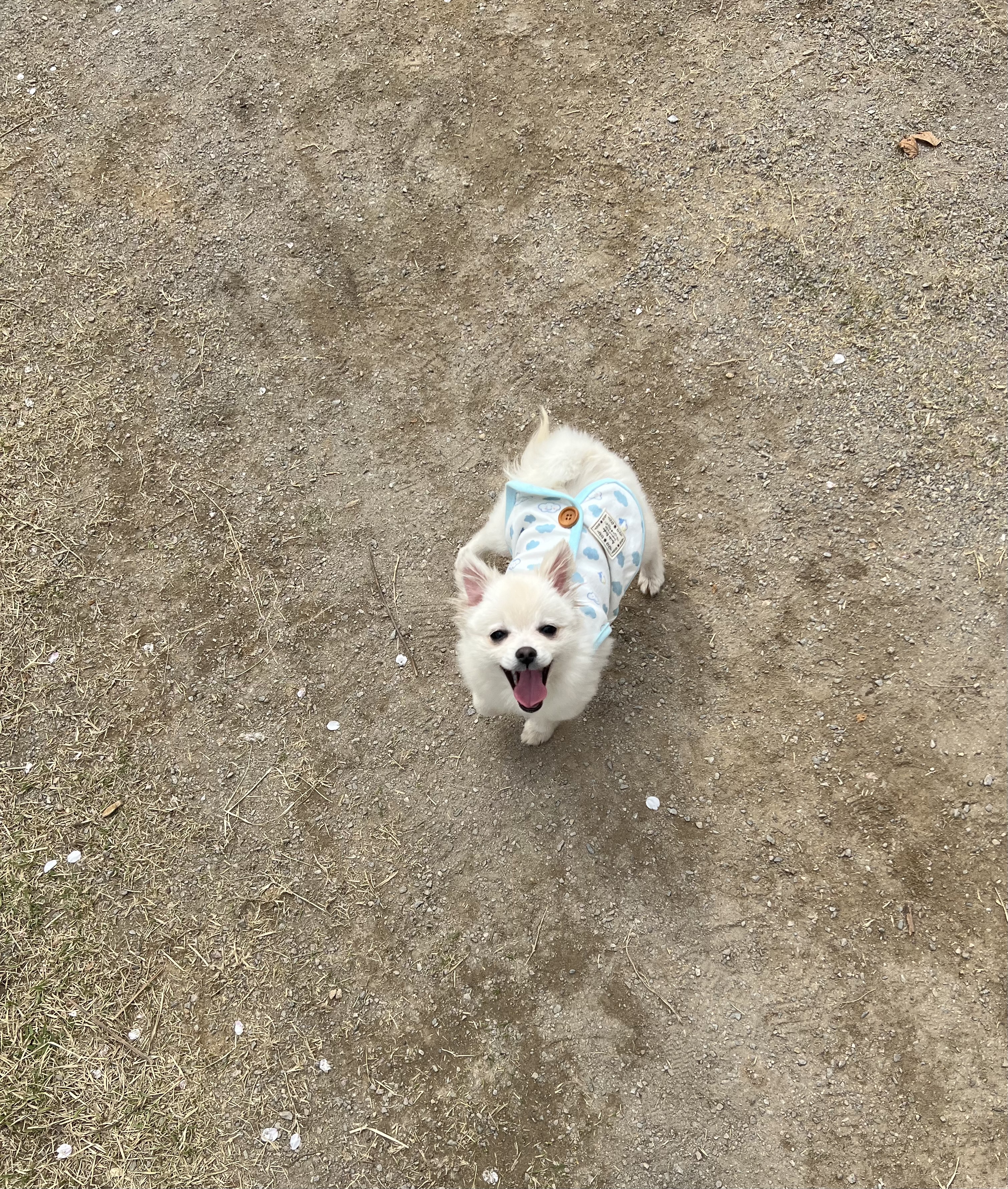 소리(구 소령이) 가족된지 한달째에요