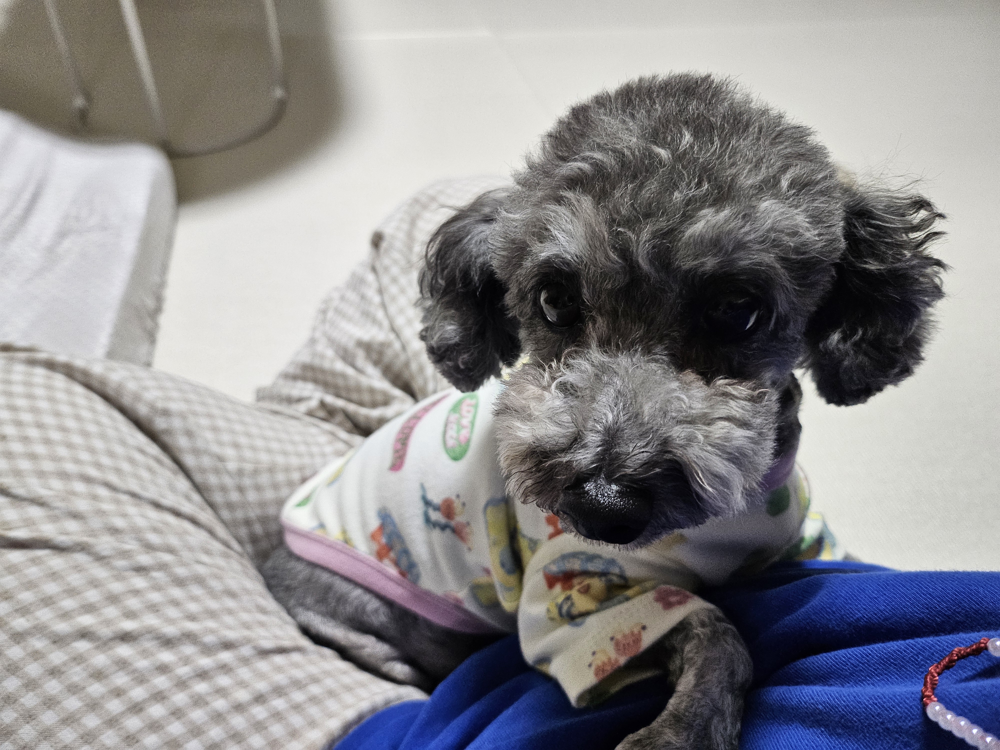 까니(까순이) 임시보호 1주일차 입니다.