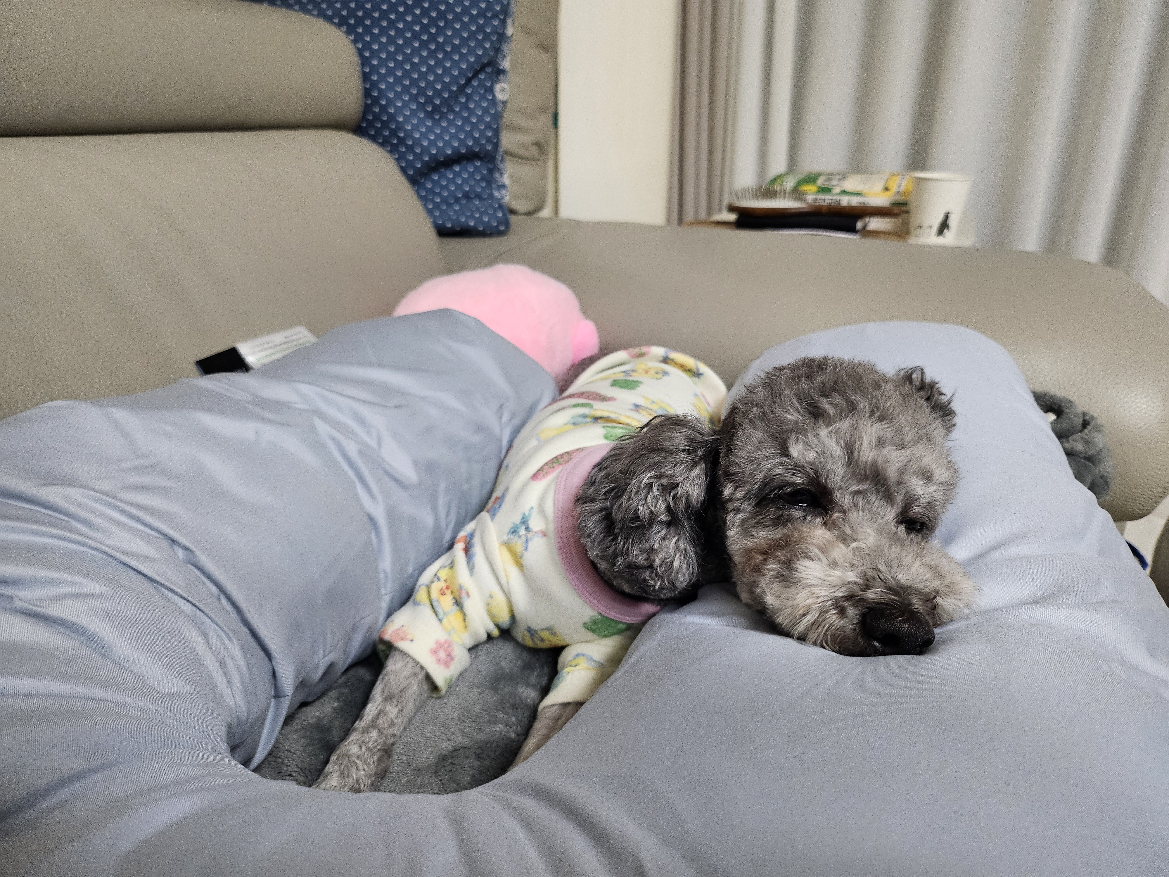 까니(까순이) 임시보호 1주일차 입니다.