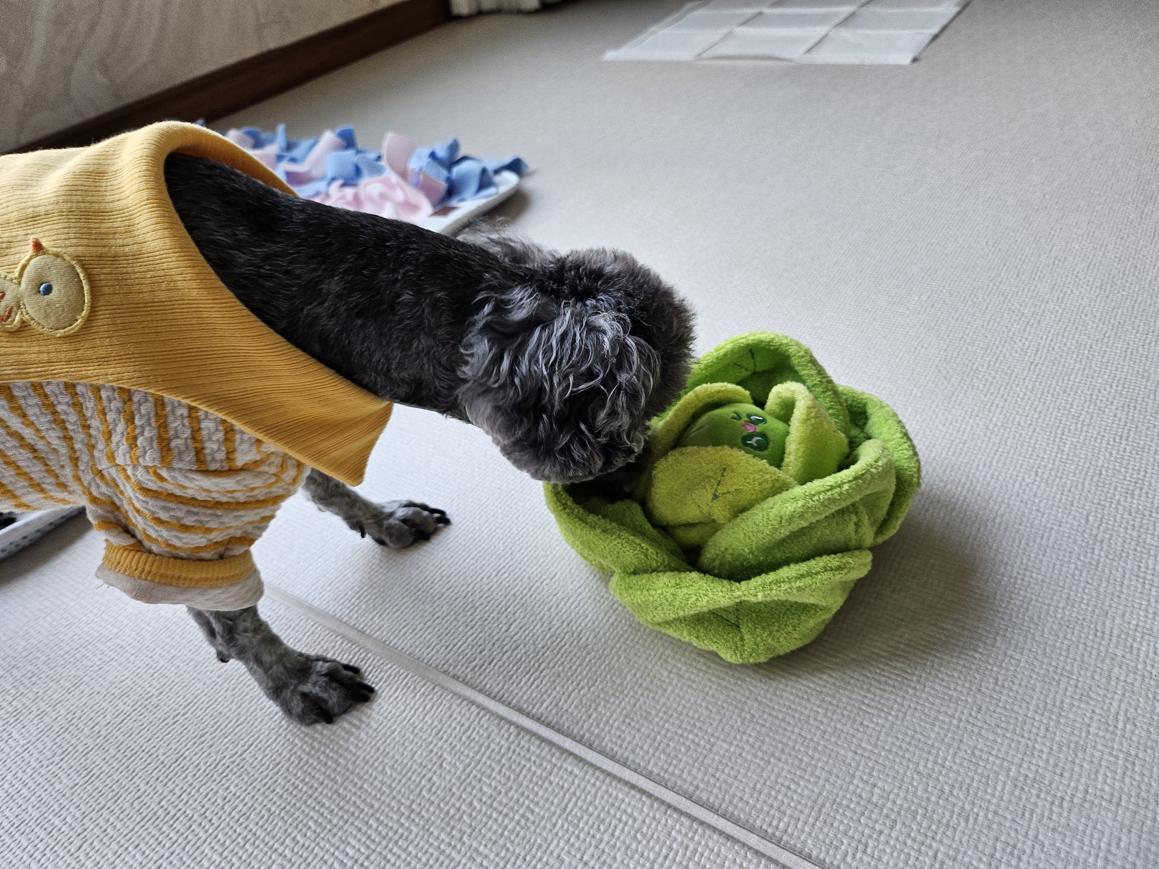 까니(까순이) 임시보호 1주일차 입니다.