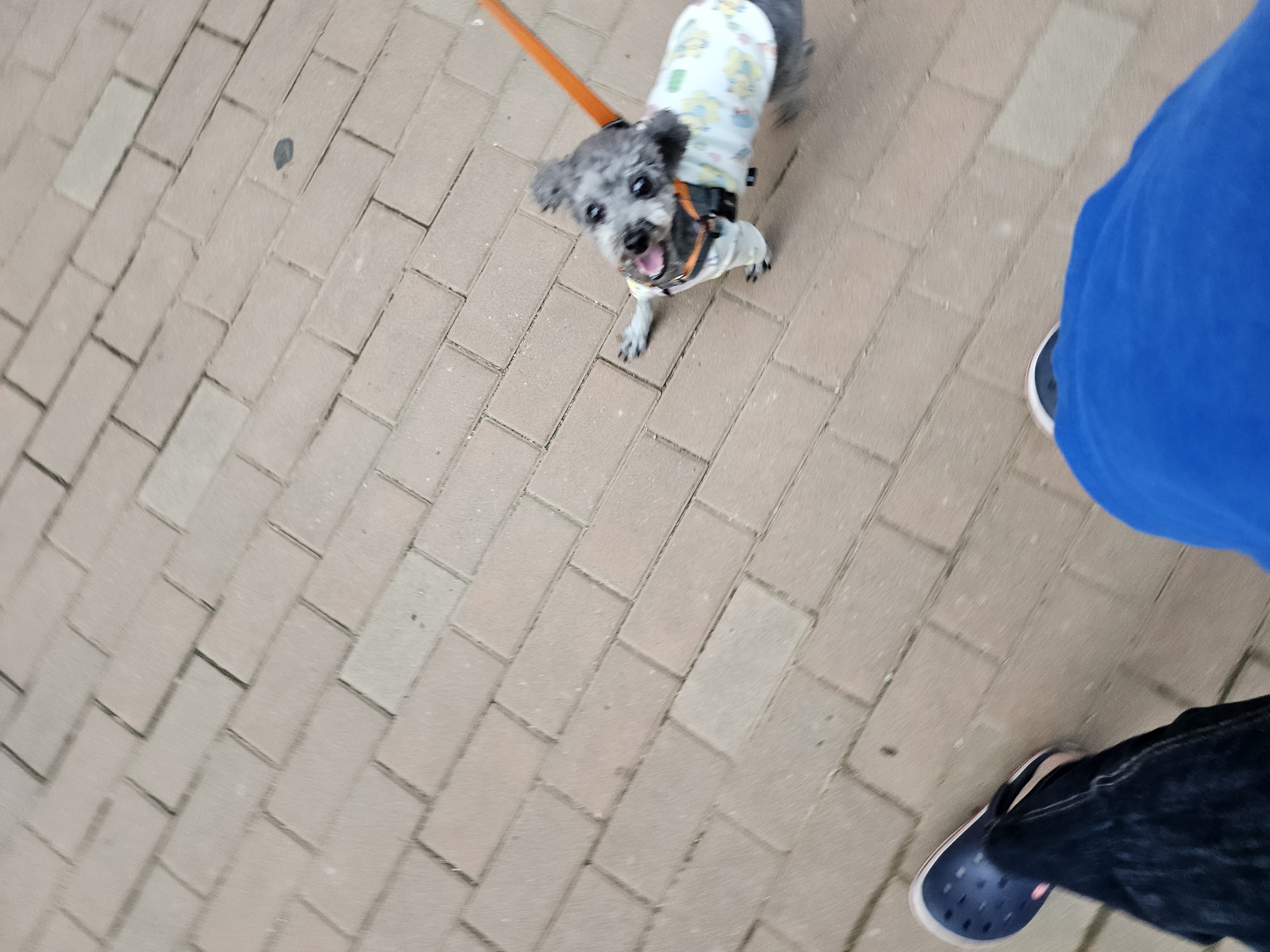 까니(까순이) 임시보호 1주일차 입니다.