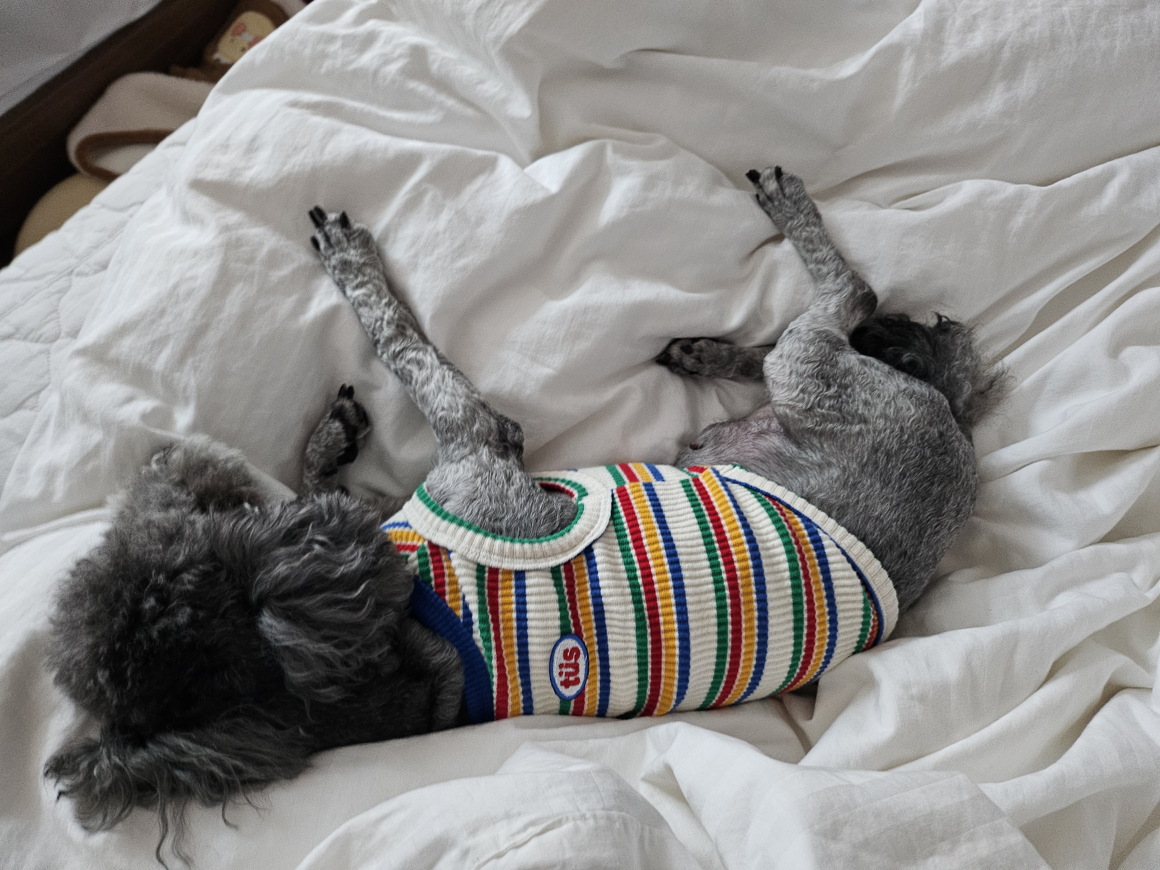 까니(까순이) 임시보호 1주일차 입니다.