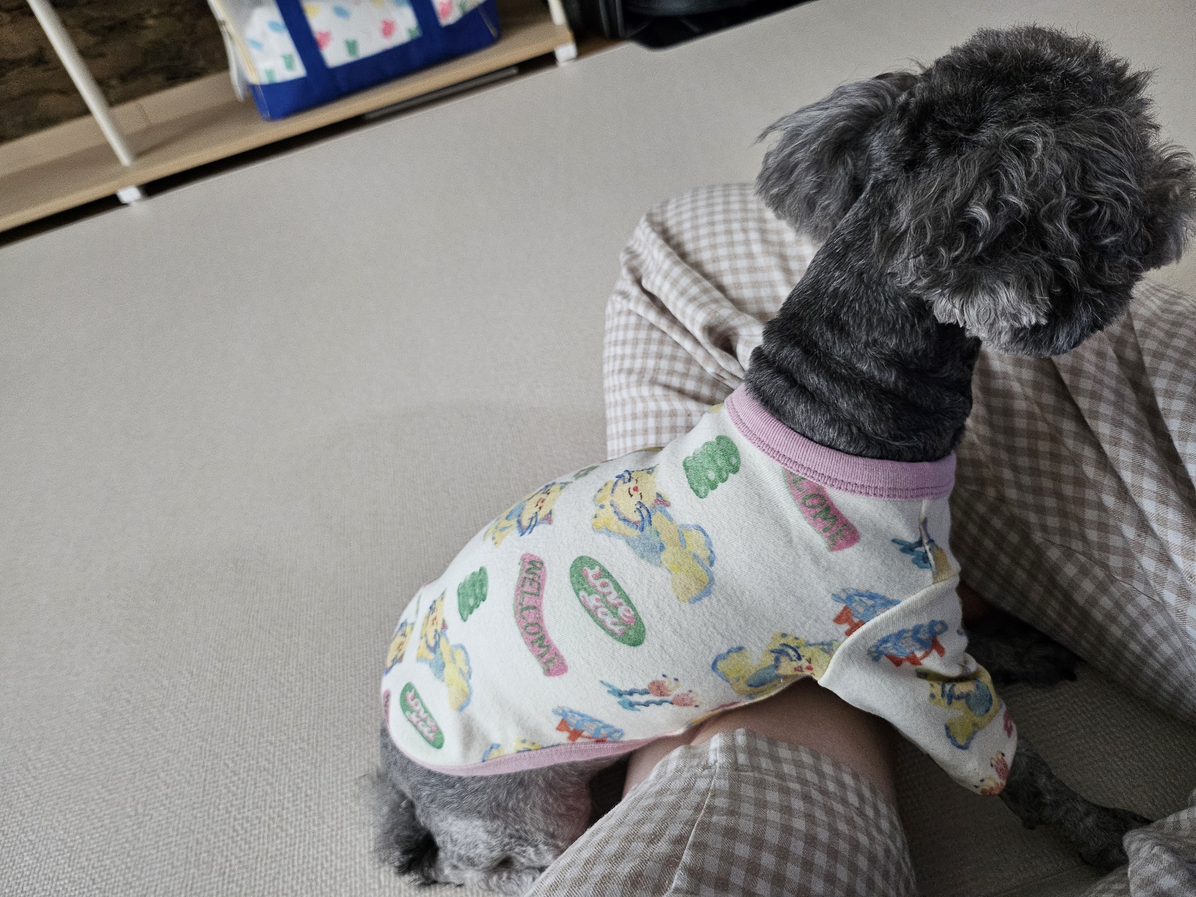 까니(까순이) 임시보호 1주일차 입니다.