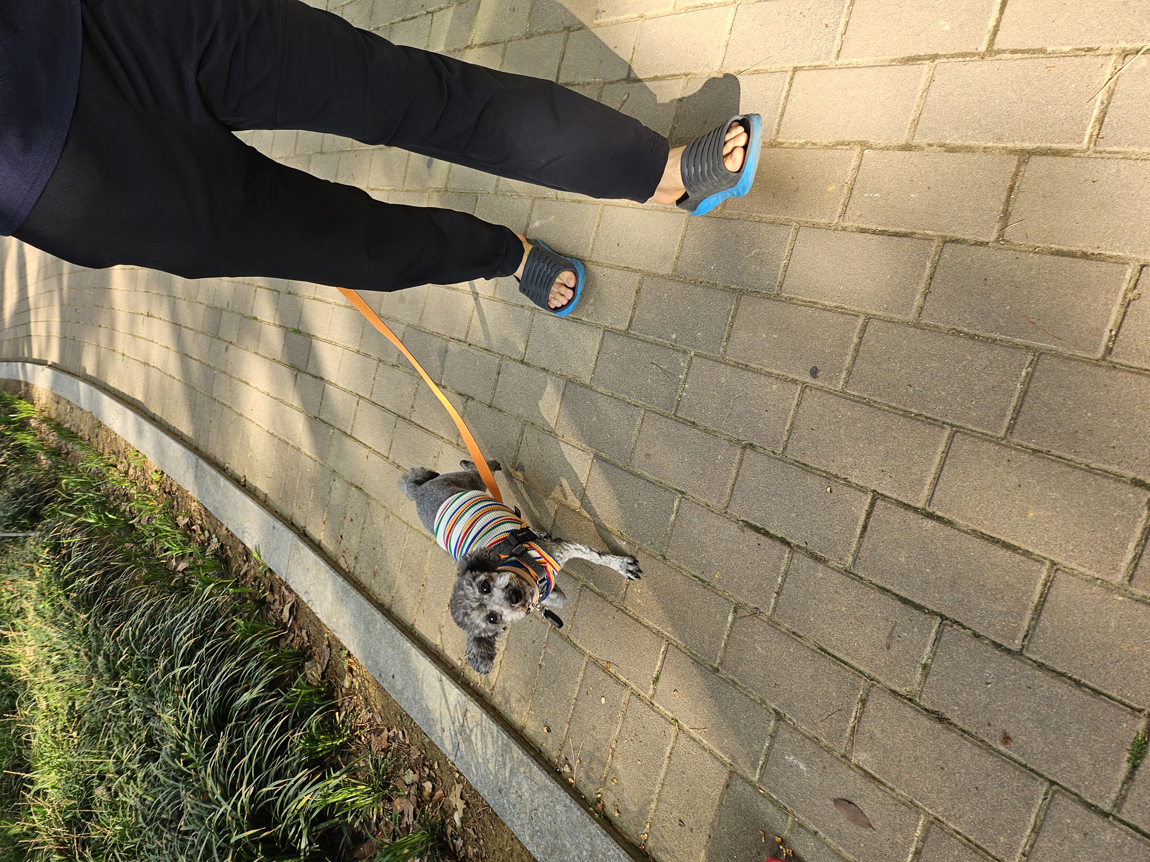 까니(까순이) 임시보호 1주일차 입니다.