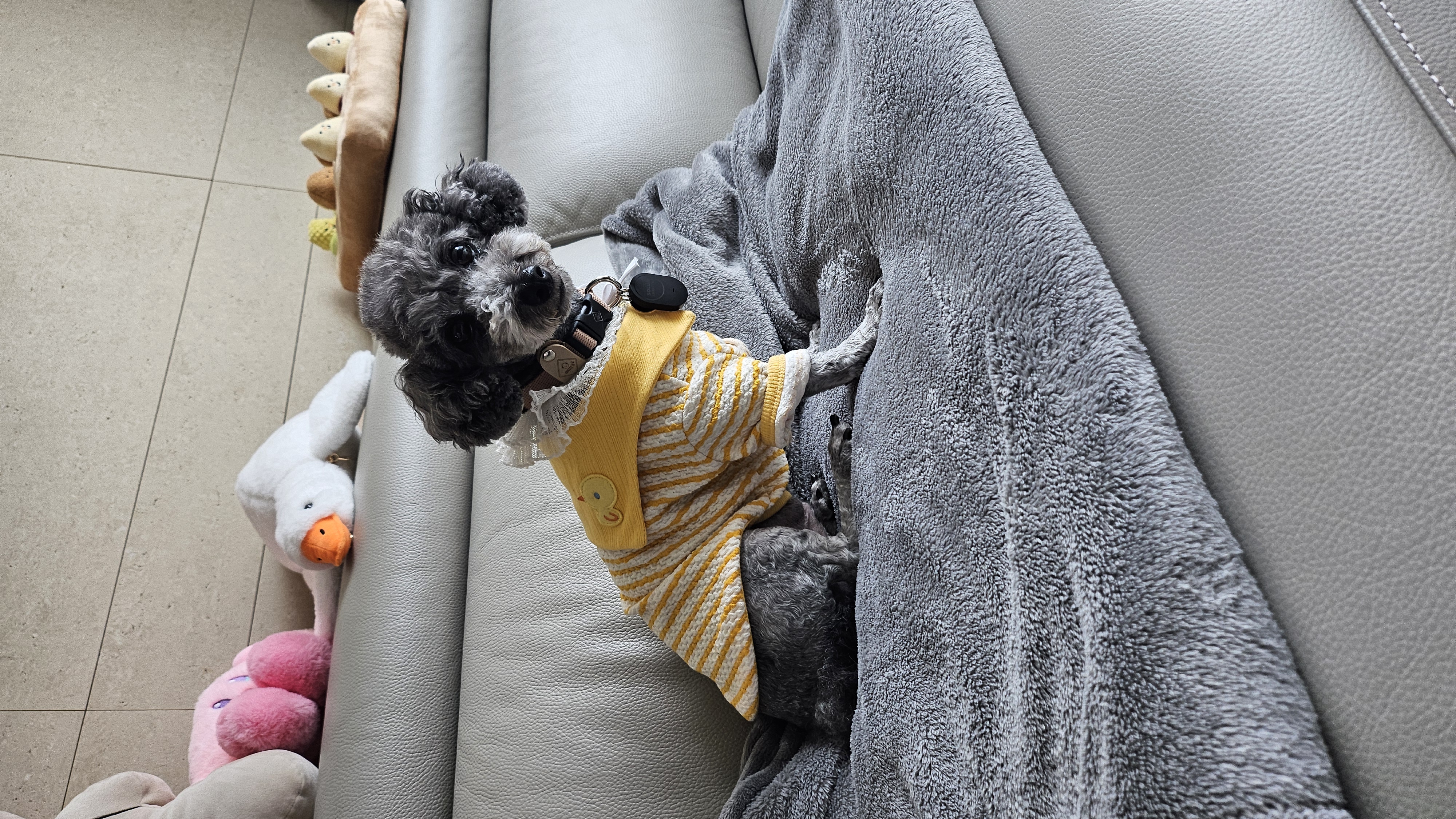 까니(까순이) 임시보호 1주일차 입니다.