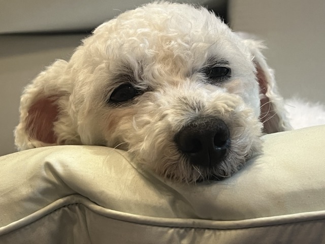 [임시보호] 하남이(동키) 만난지 나흘째❣️