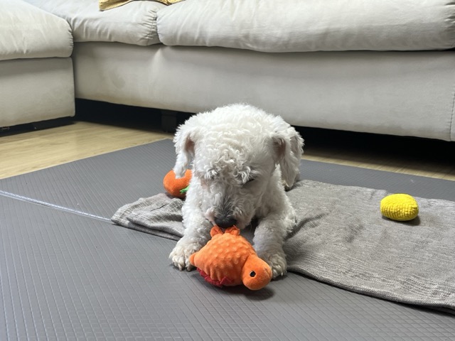 [임시보호] 하남이(동키) 만난지 나흘째❣️