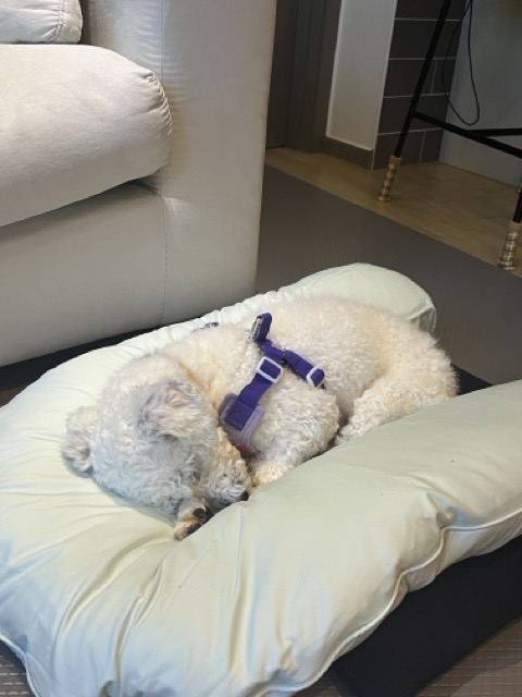 [임시보호] 하남이(동키) 만난지 나흘째❣️