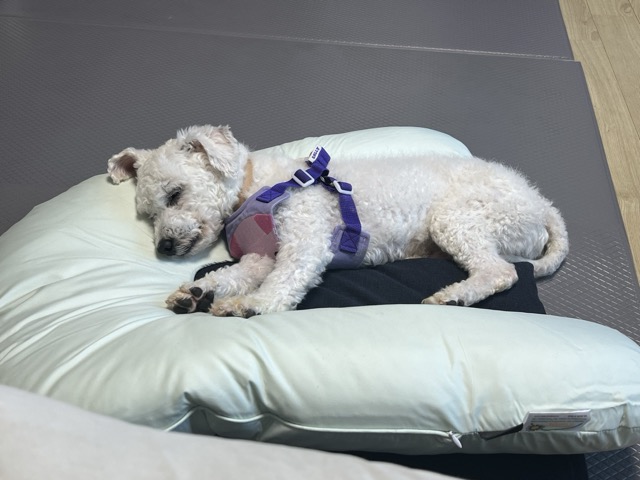 [임시보호] 하남이(동키) 만난지 나흘째❣️