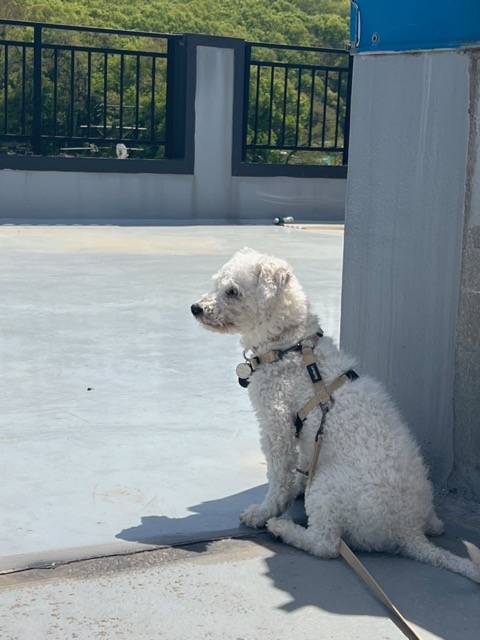 [임시보호] 하남이(동키) 만난지 나흘째❣️