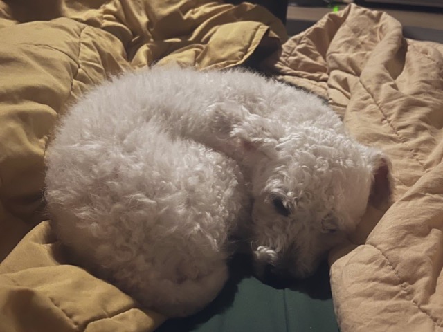 [임시보호] 하남이(동키) 만난지 나흘째❣️