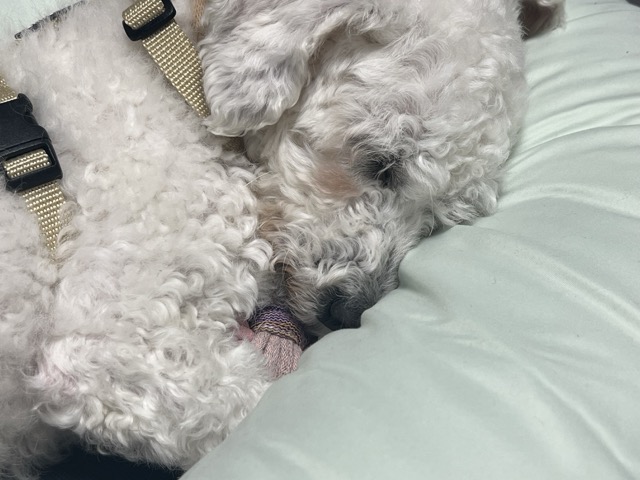 [임시보호] 하남이(동키) 만난지 나흘째❣️