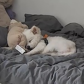 머피(가루) 임시보호 1주일 차입니다.