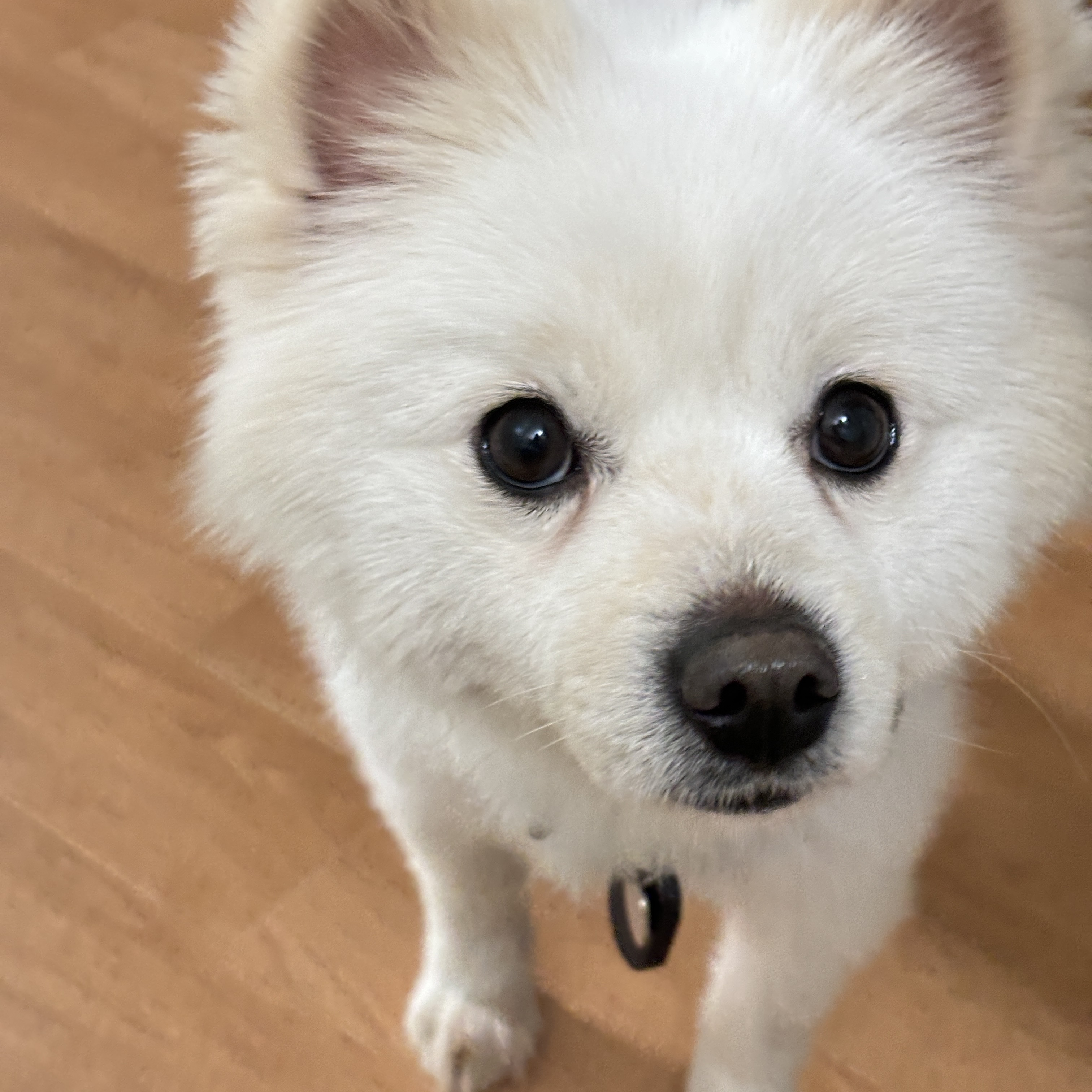 머피(가루) 임시보호 1주일 차입니다.