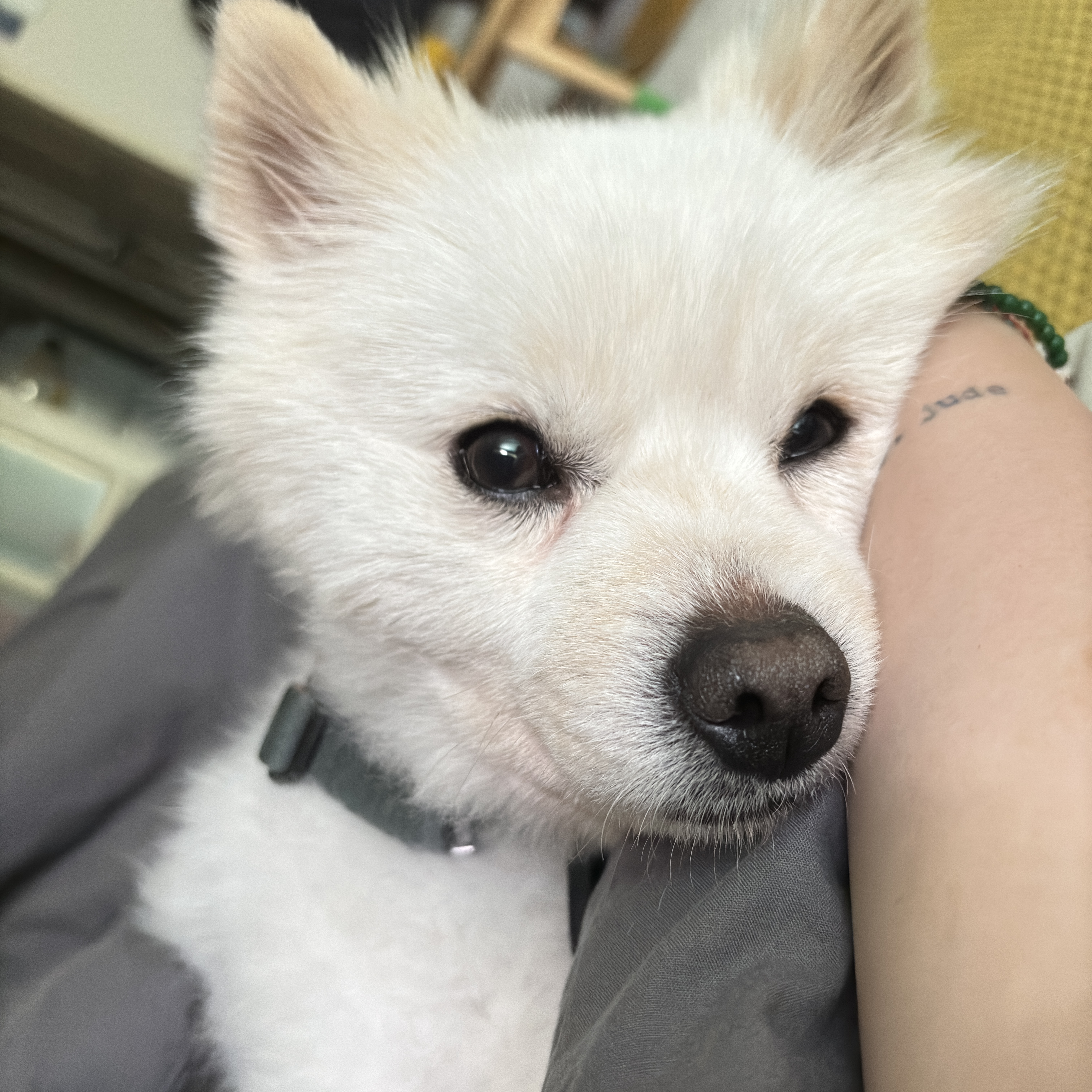 머피(가루) 임시보호 1주일 차입니다.