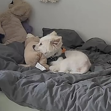 머피(가루) 임시보호 1주일 차입니다.