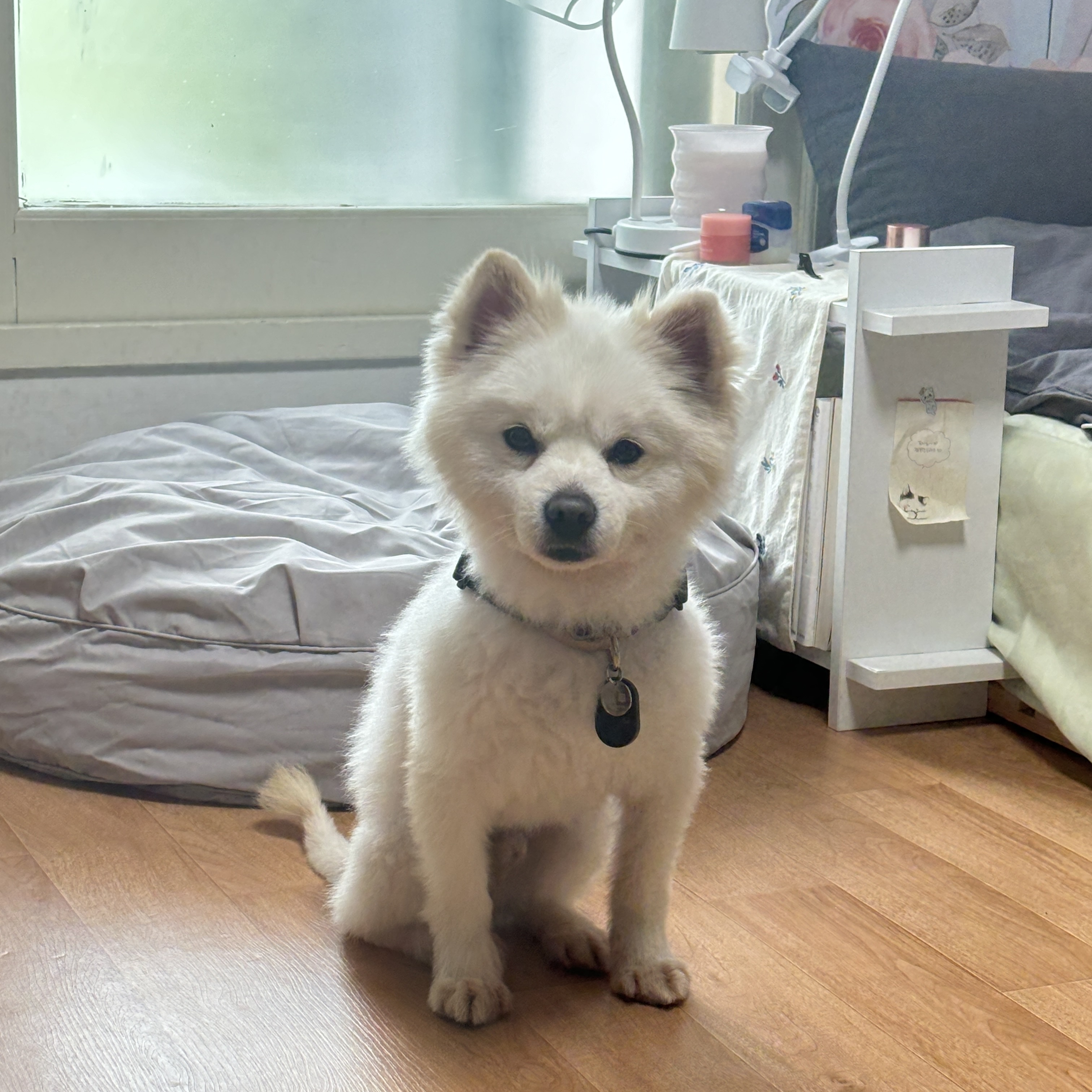 머피(가루) 임시보호 1주일 차입니다.