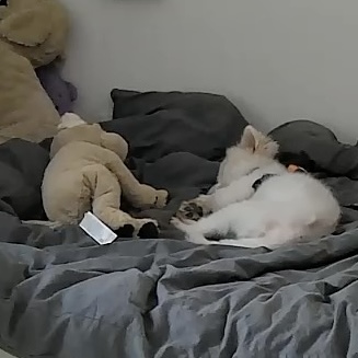 머피(가루) 임시보호 1주일 차입니다.