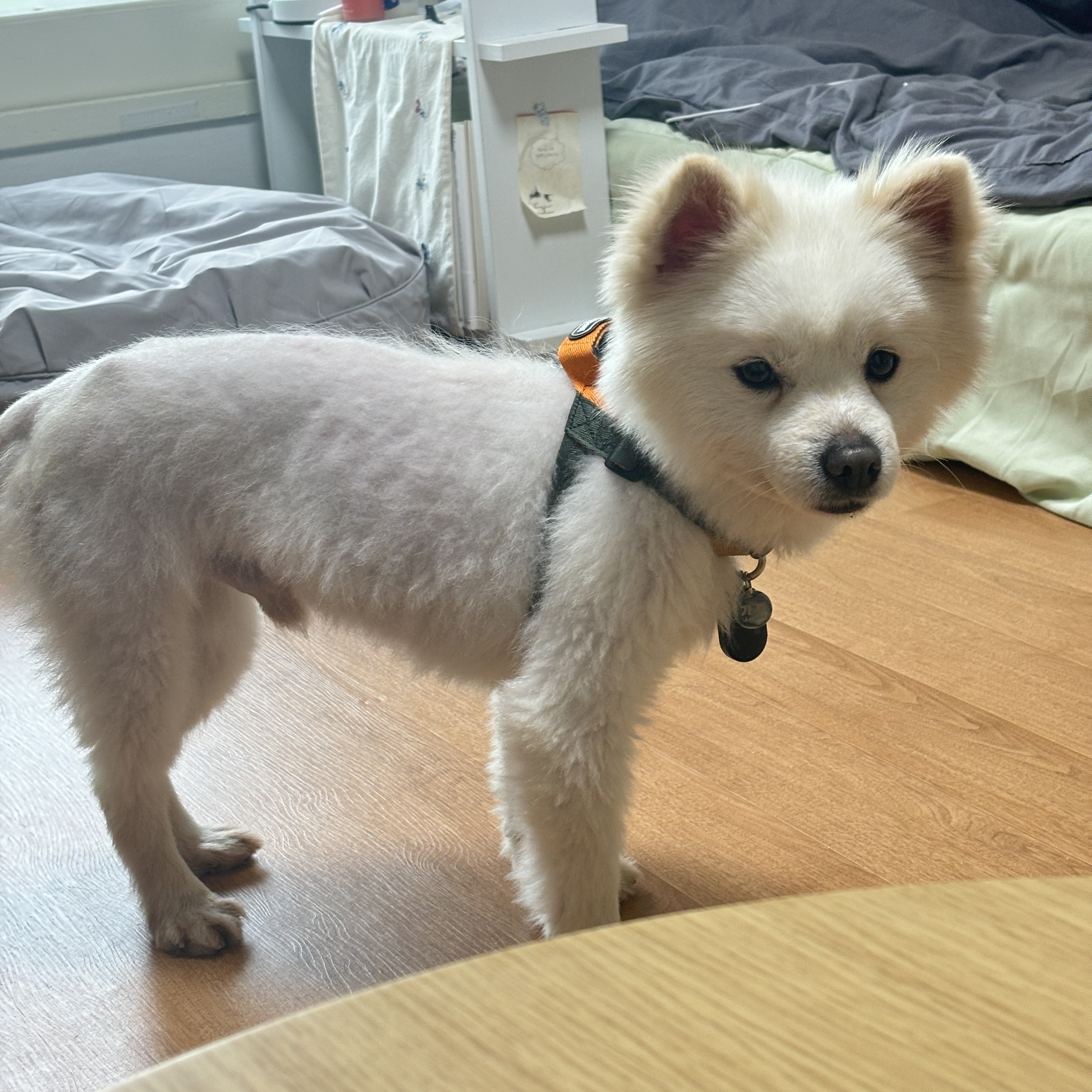 머피(가루) 임시보호 1주일 차입니다.