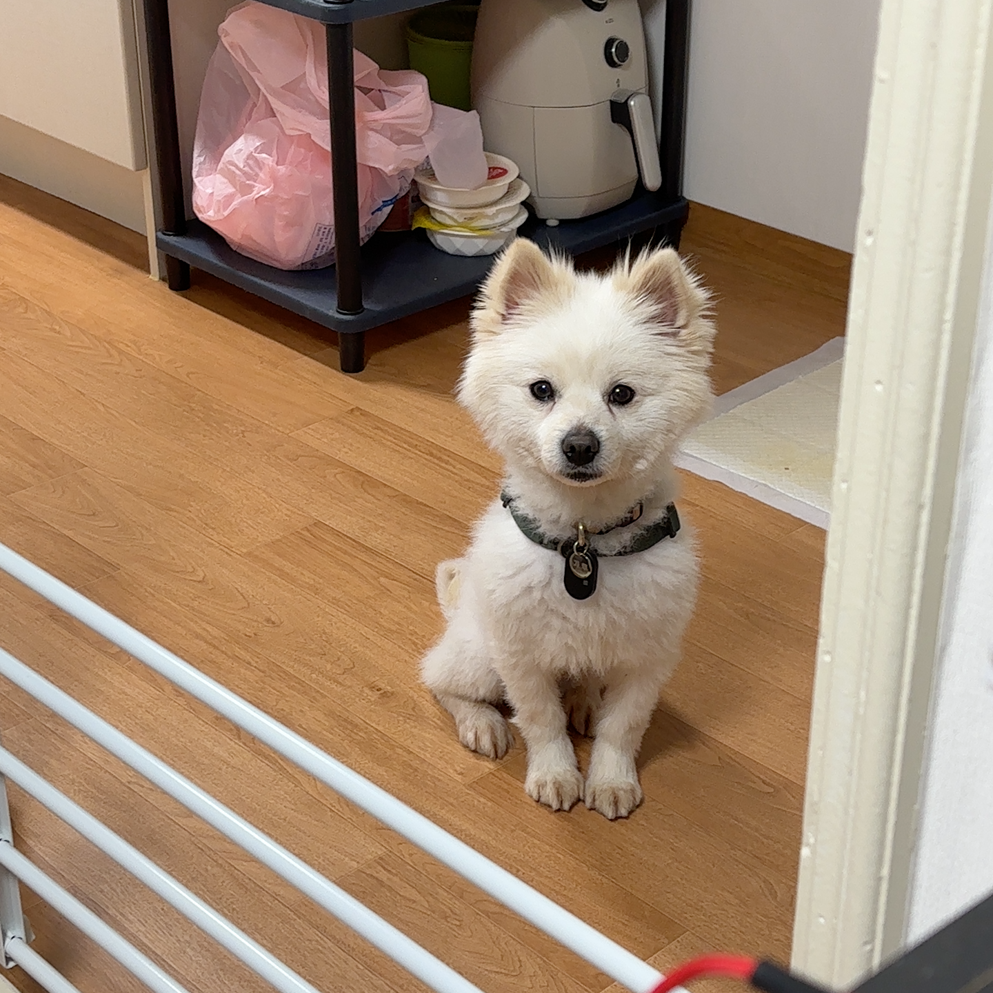 머피(가루) 임시보호 1주일 차입니다.