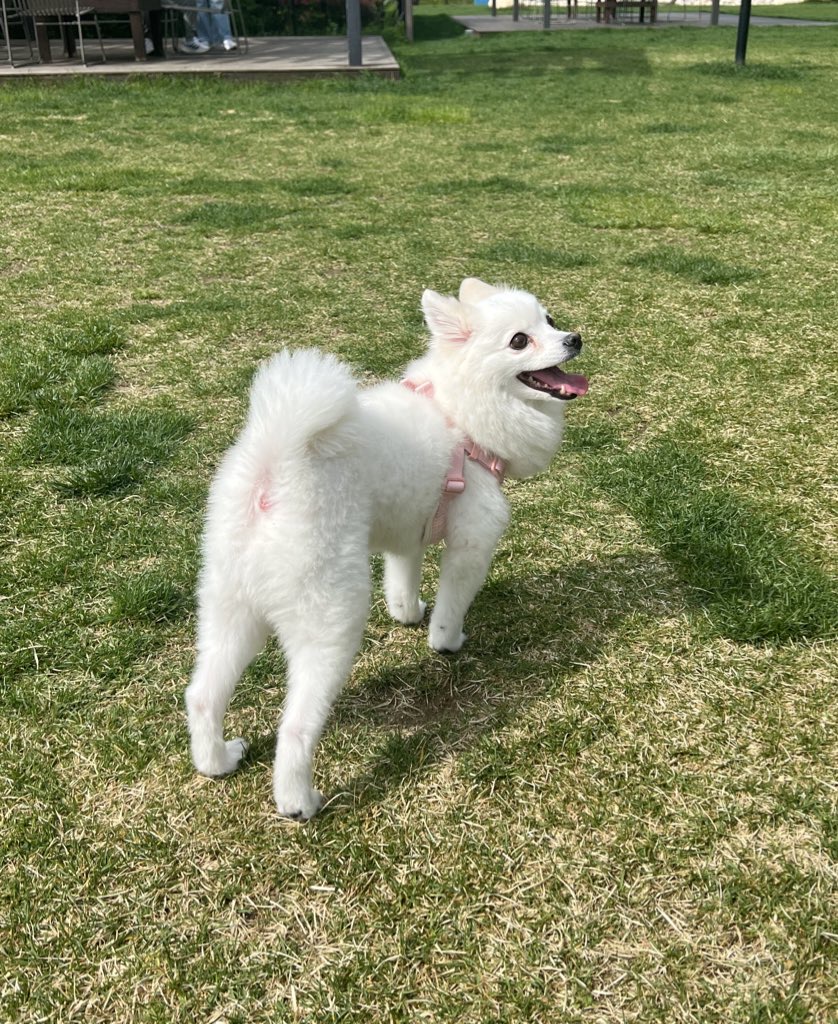 푸우가 벌써 4살이에요