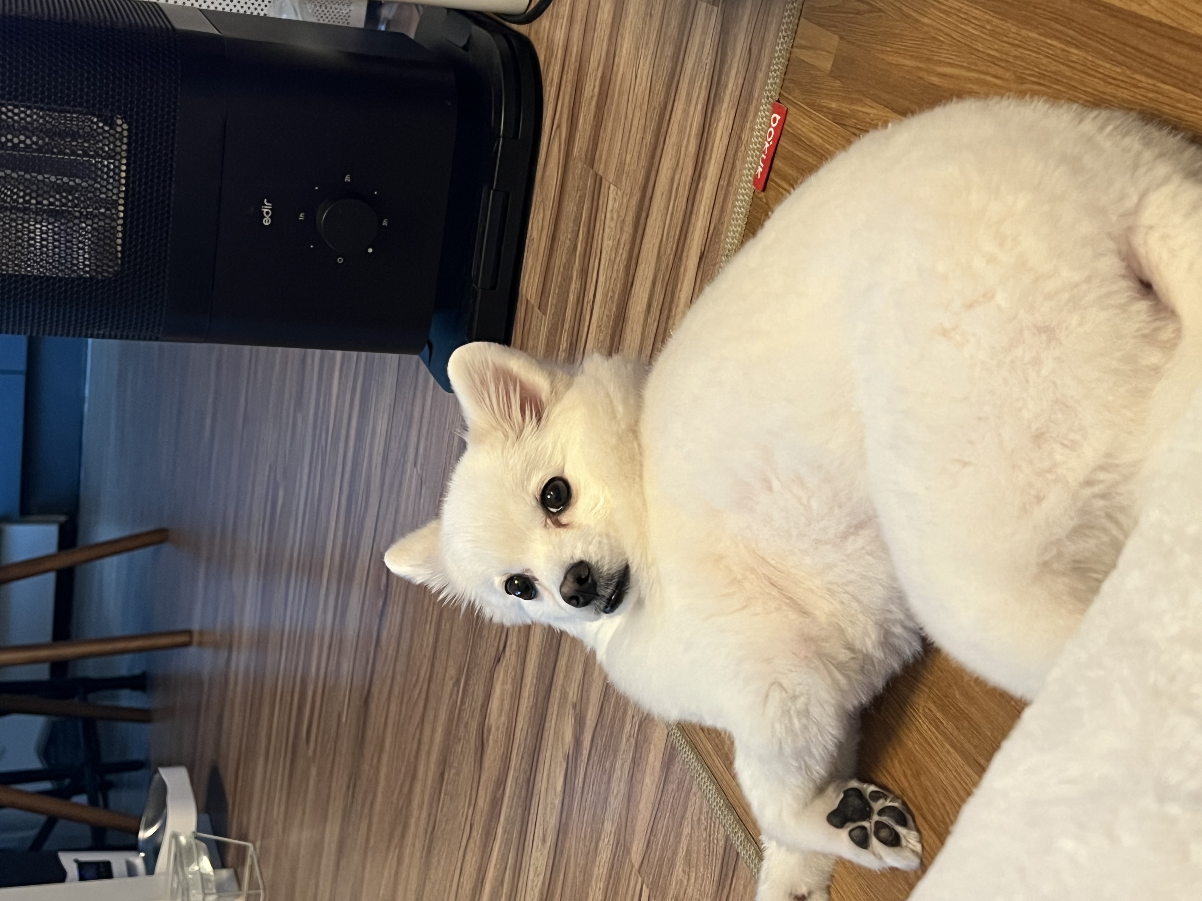 푸우가 벌써 4살이에요