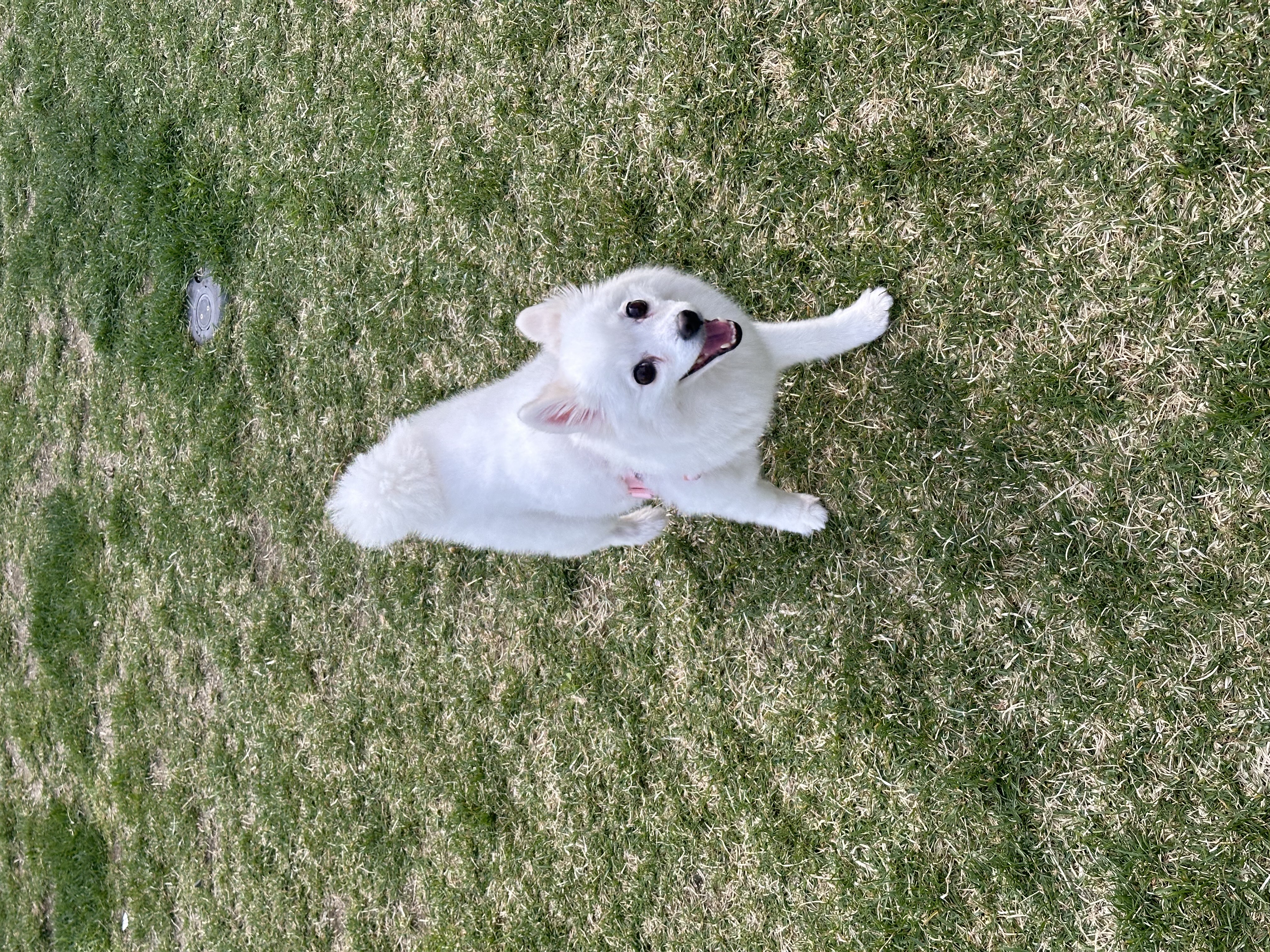 푸우가 벌써 4살이에요