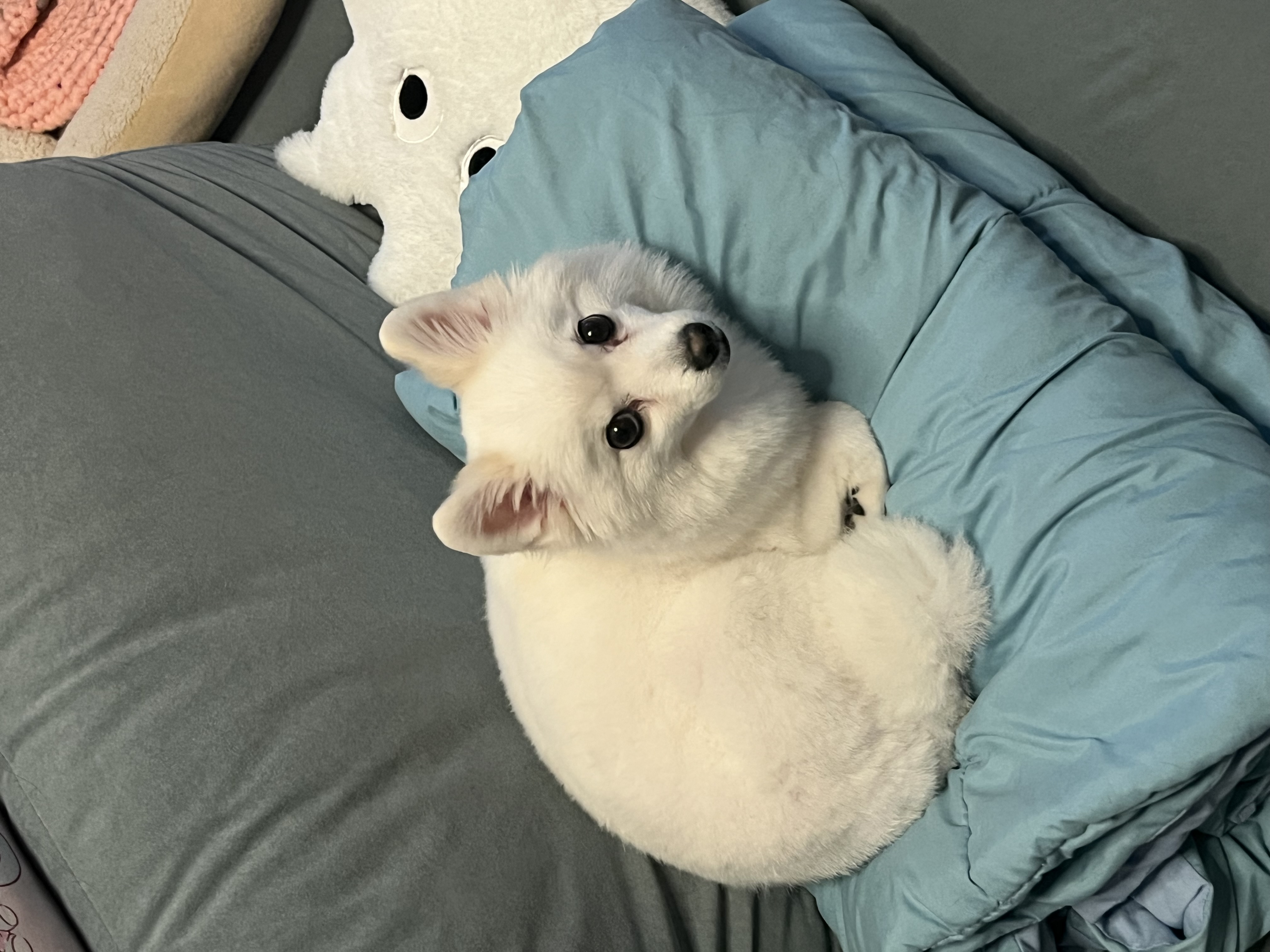 푸우가 벌써 4살이에요