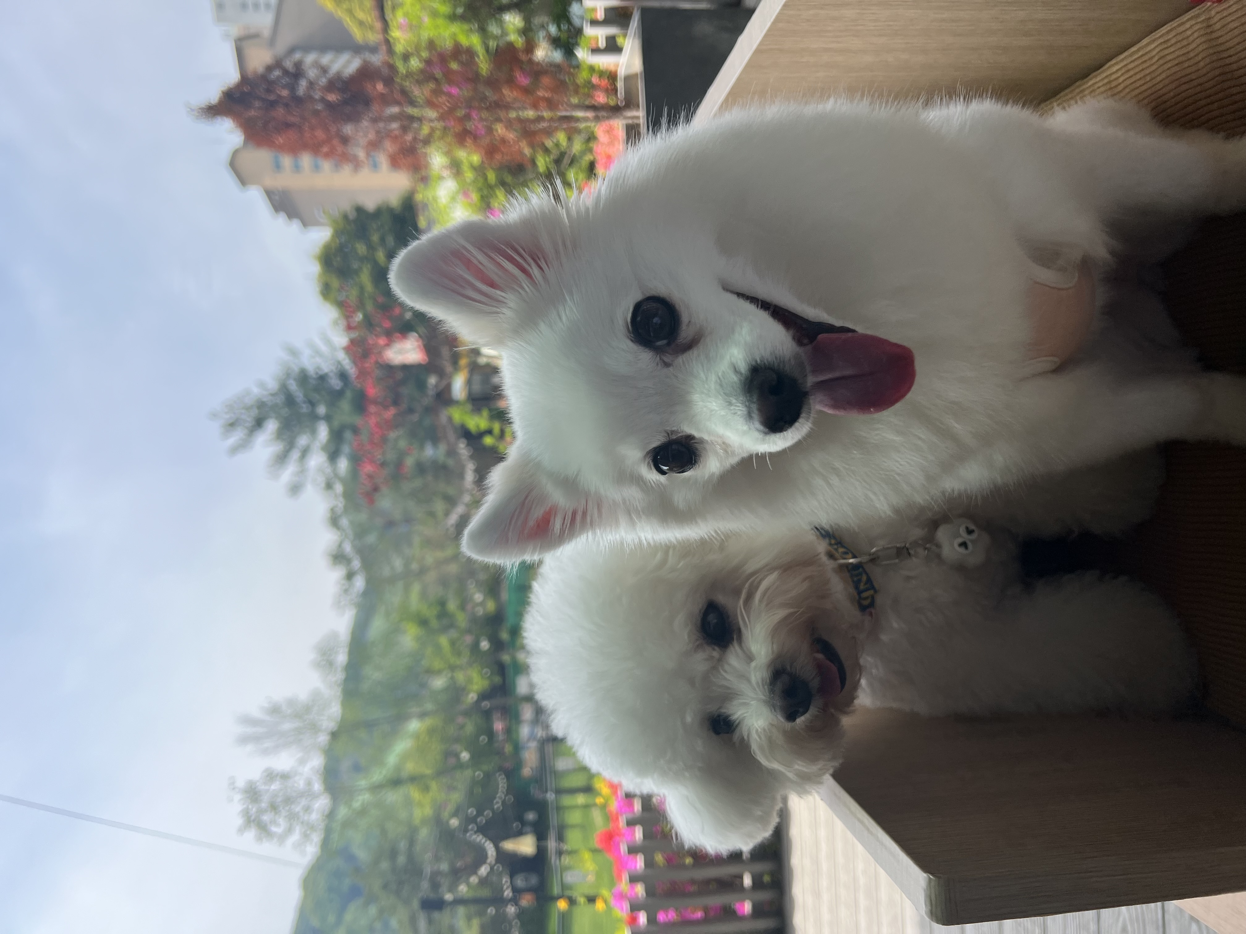 푸우가 벌써 4살이에요