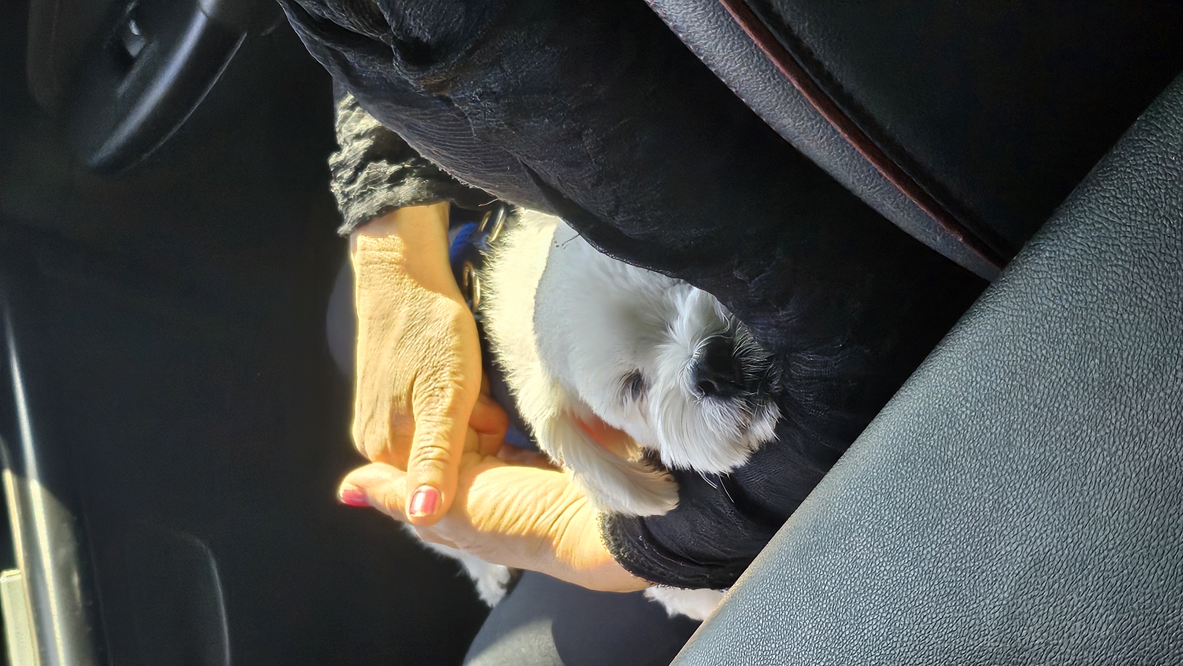 입양동물의 날에 참가한 홍이 근황~!