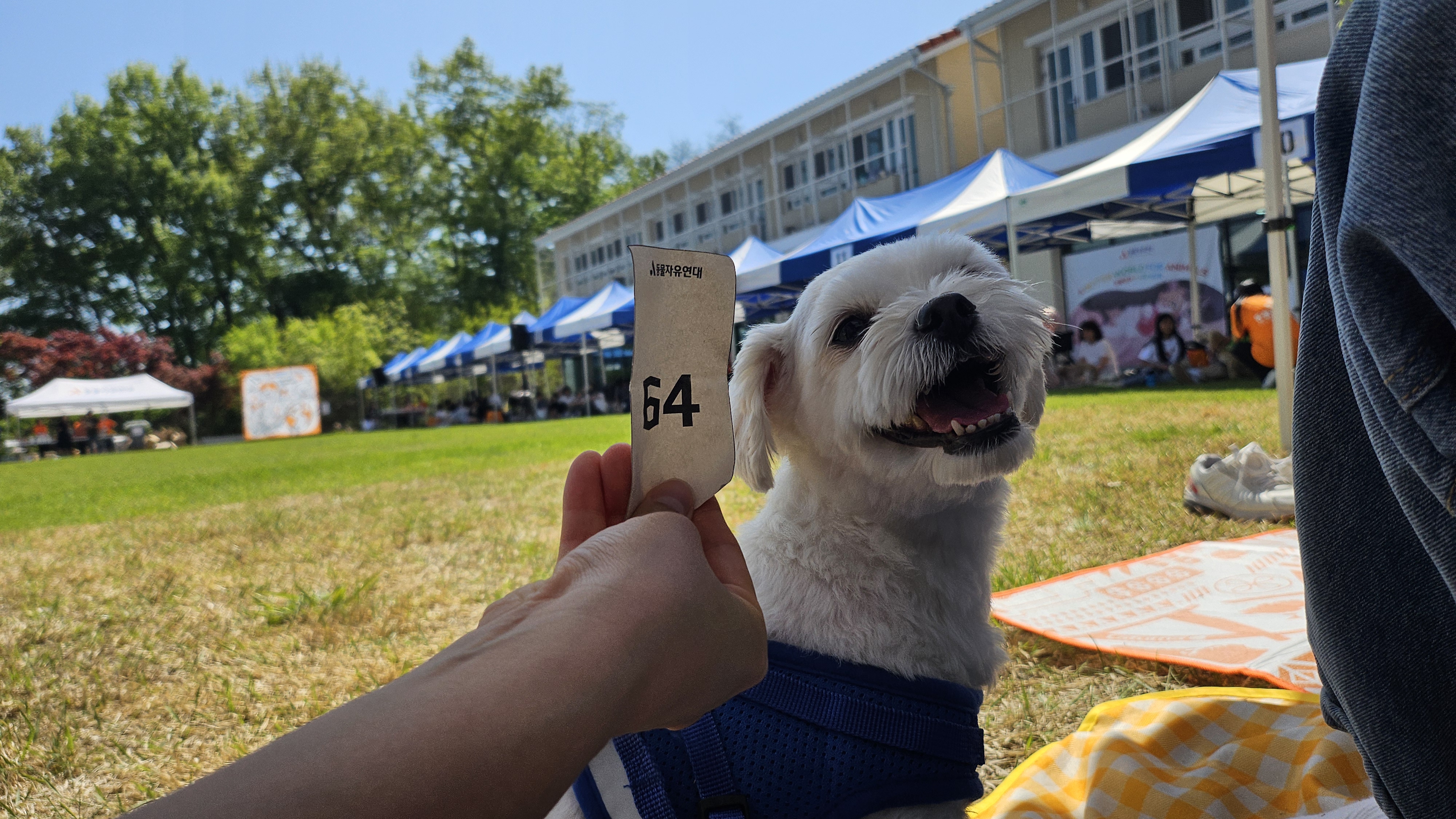 입양동물의 날에 참가한 홍이 근황~!