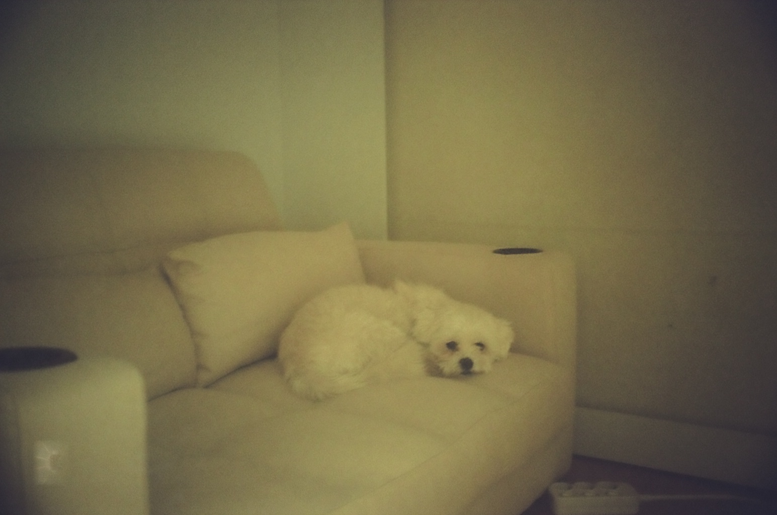 입양동물의 날에 참가한 홍이 근황~!