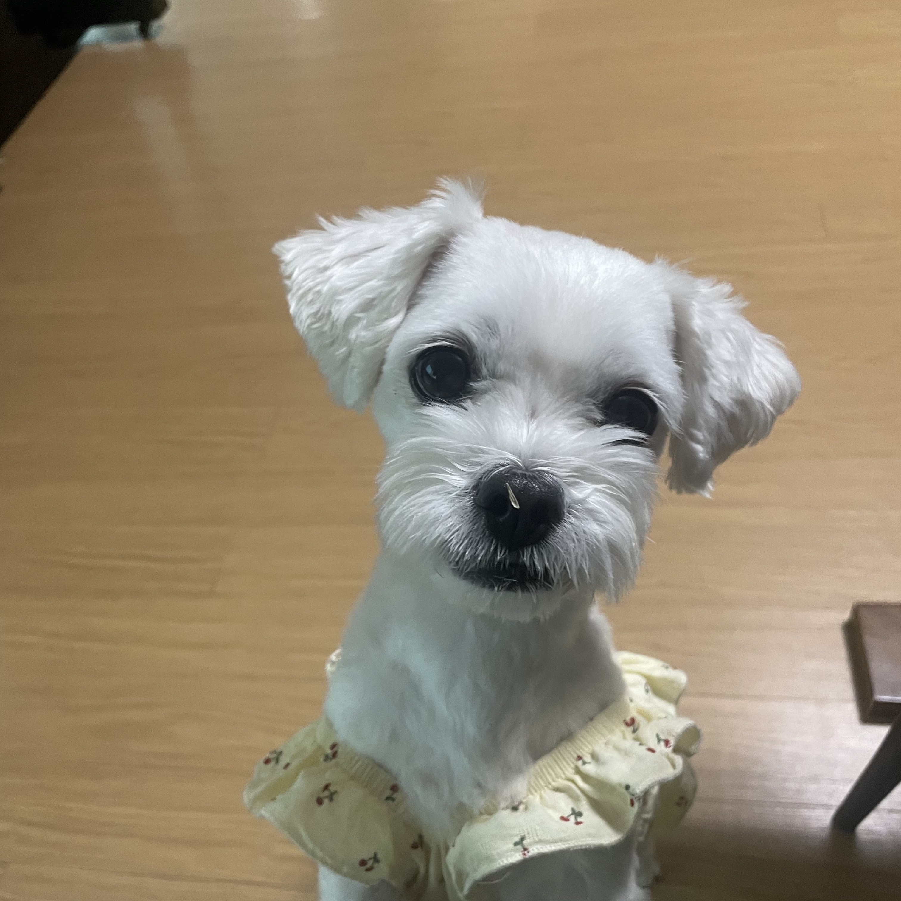 입양동물의 날에 참가한 홍이 근황~!