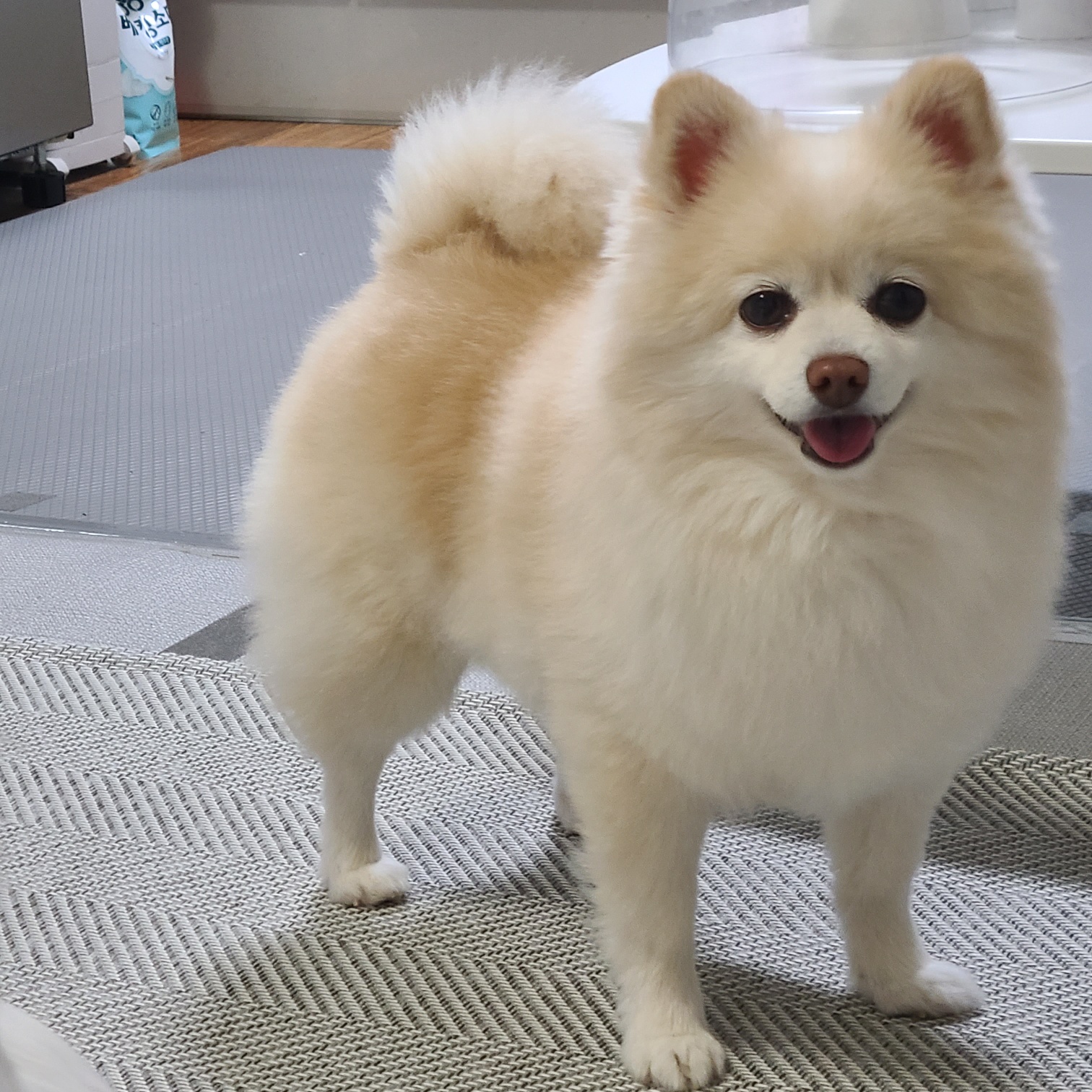 보배 인사드려용^^