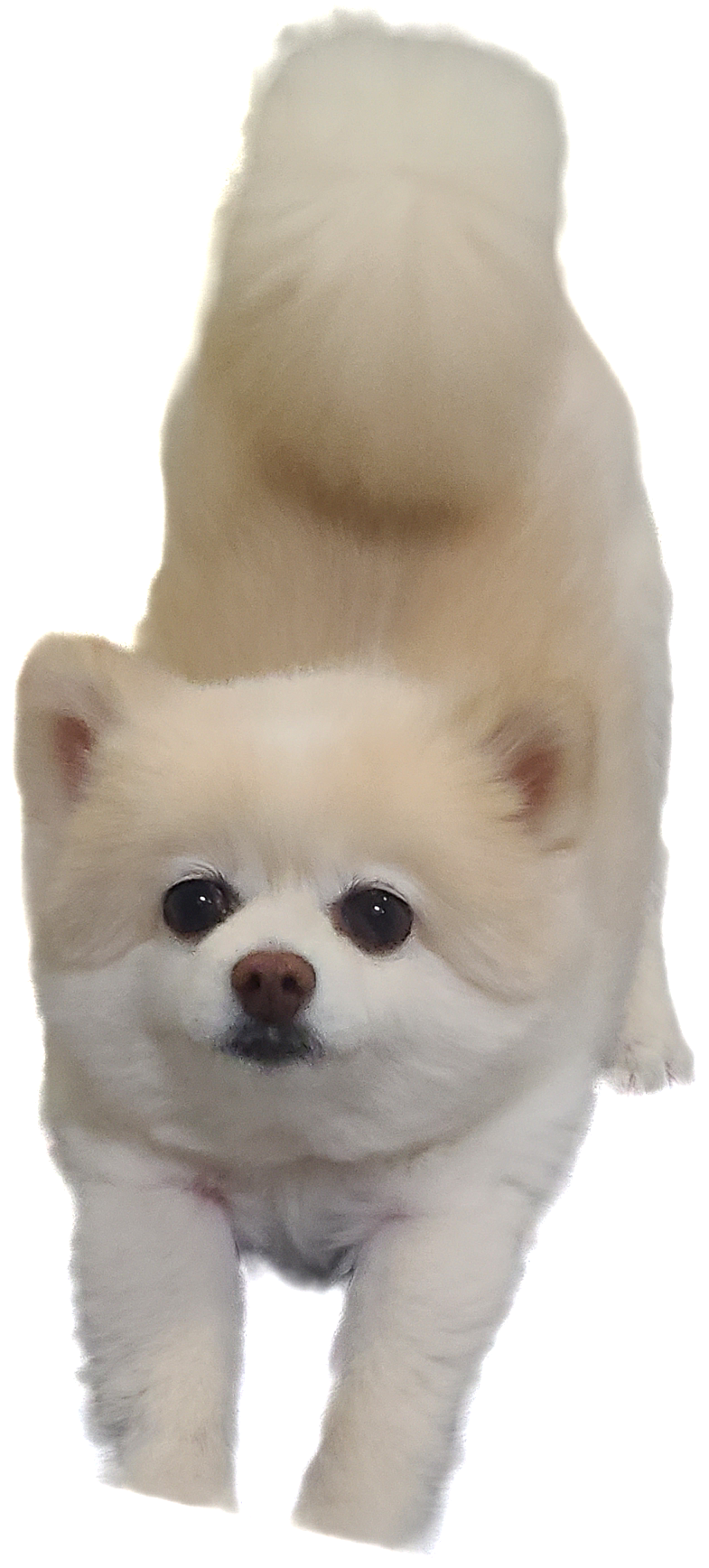 보배 인사드려용^^