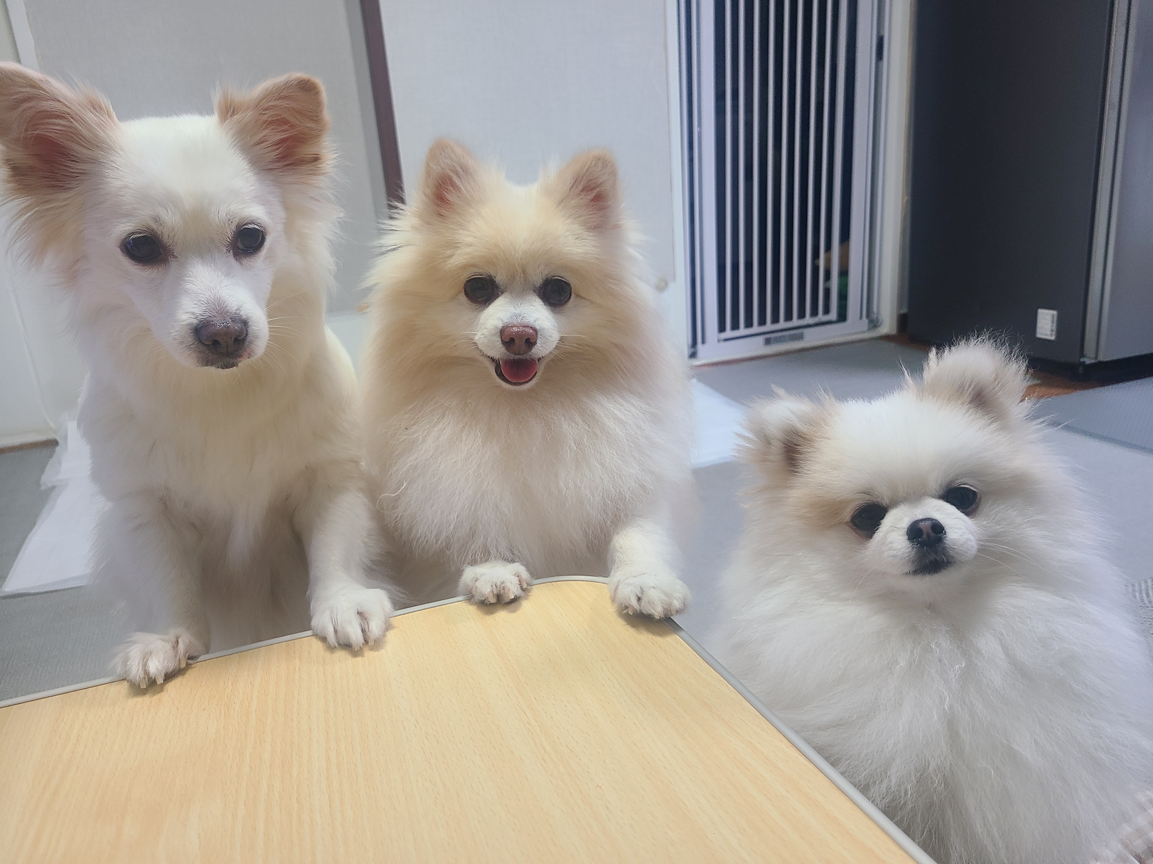 보배 인사드려용^^