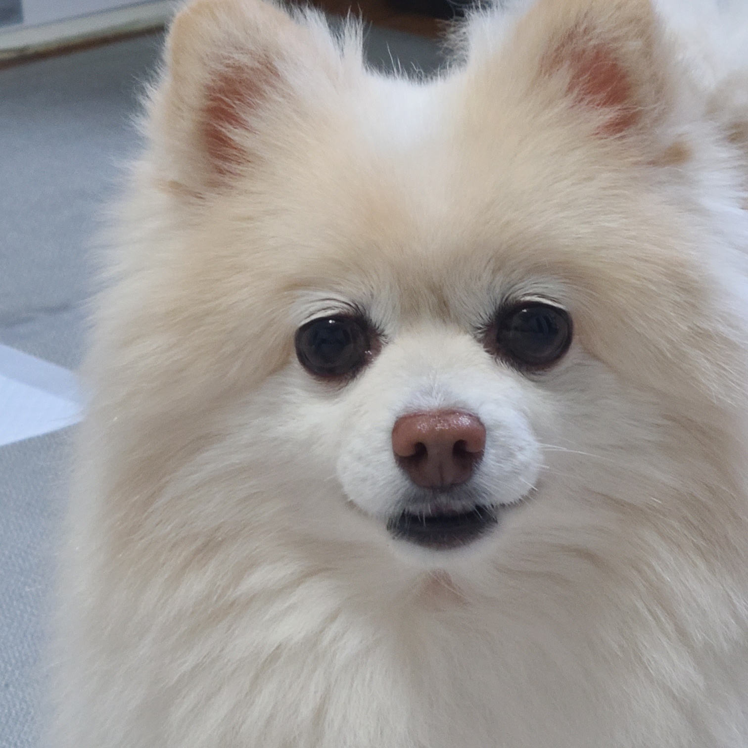 보배 인사드려용^^