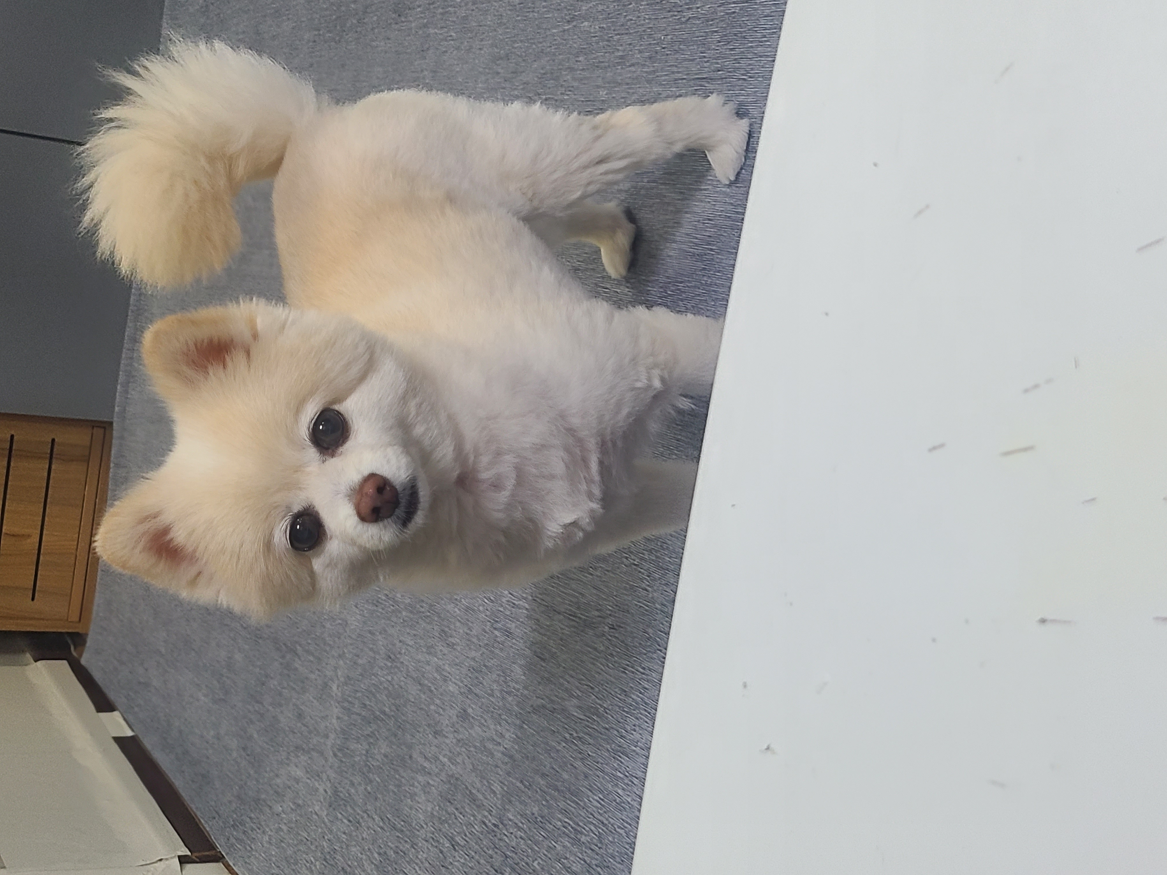 보배 인사드려용^^