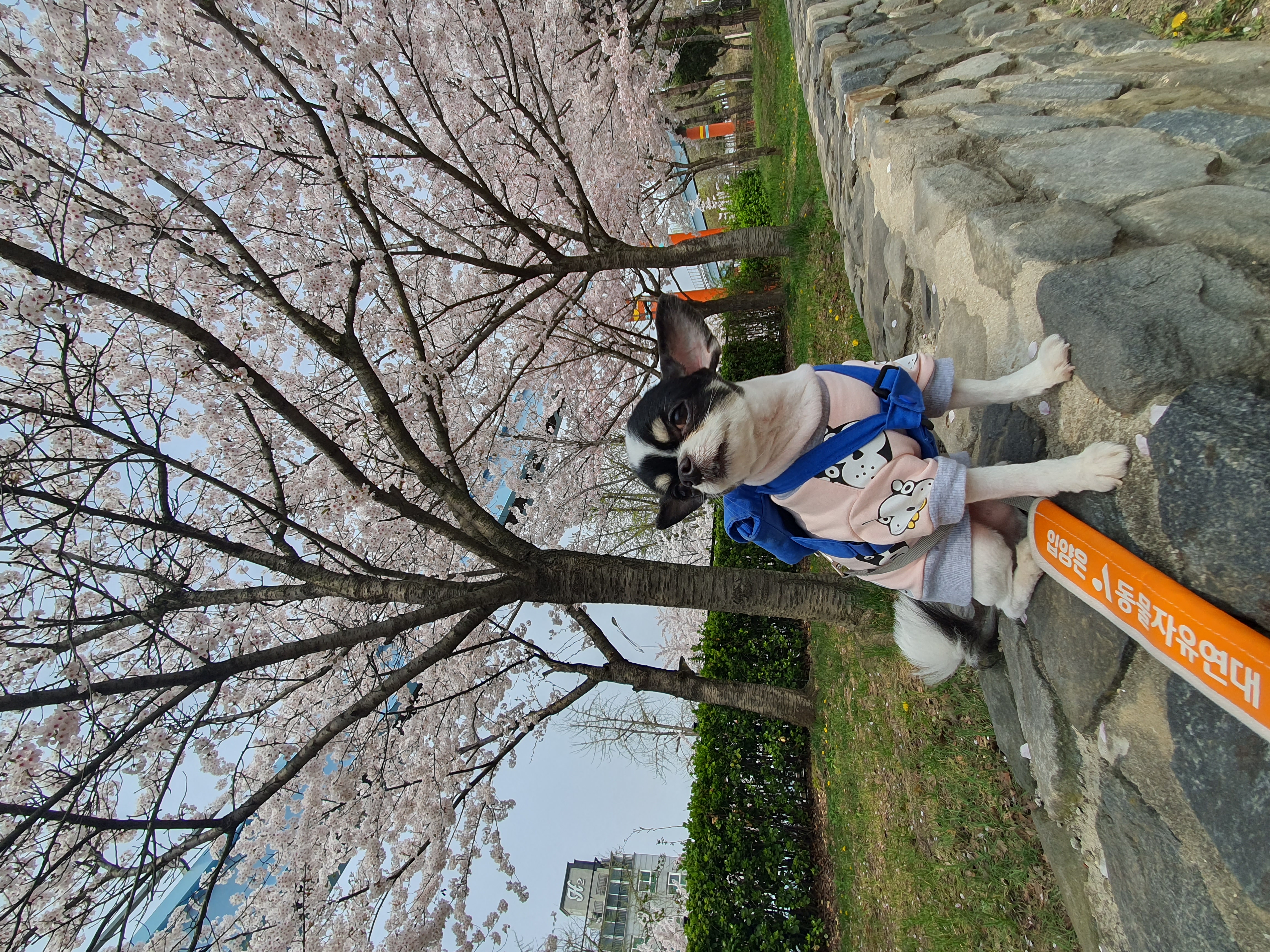 또또랑 1866일째(폄택치와와)