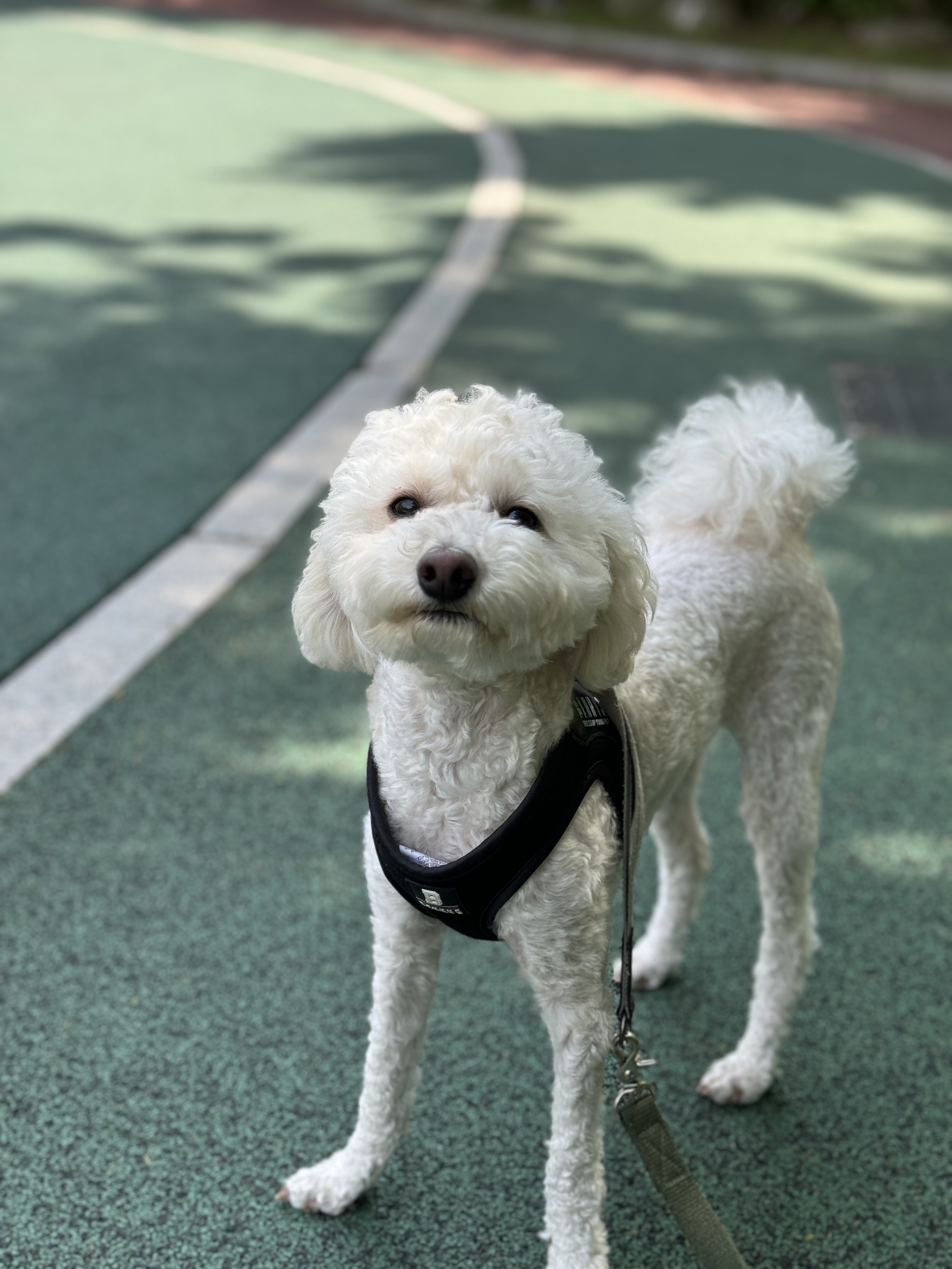 쿠크의 자견 심쿵이 입양3년차 오랜만에 글올려요